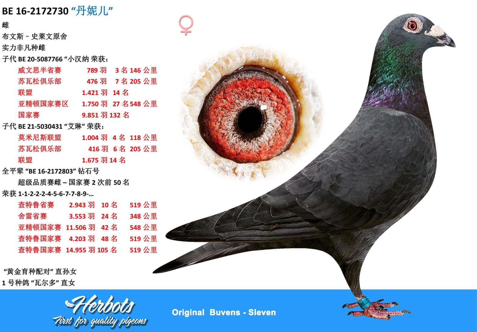 pigeon: undefined
