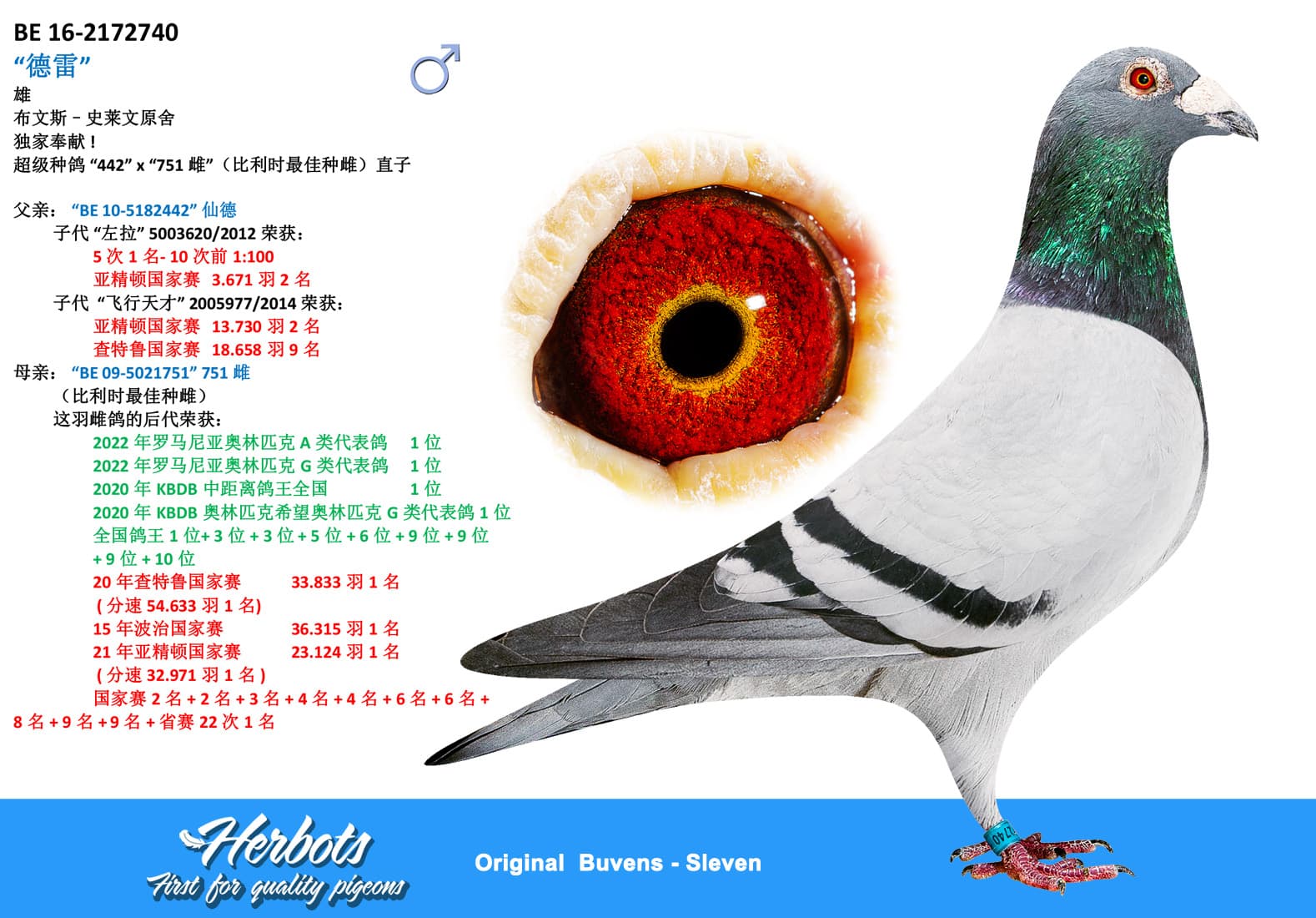 pigeon: “德雷”