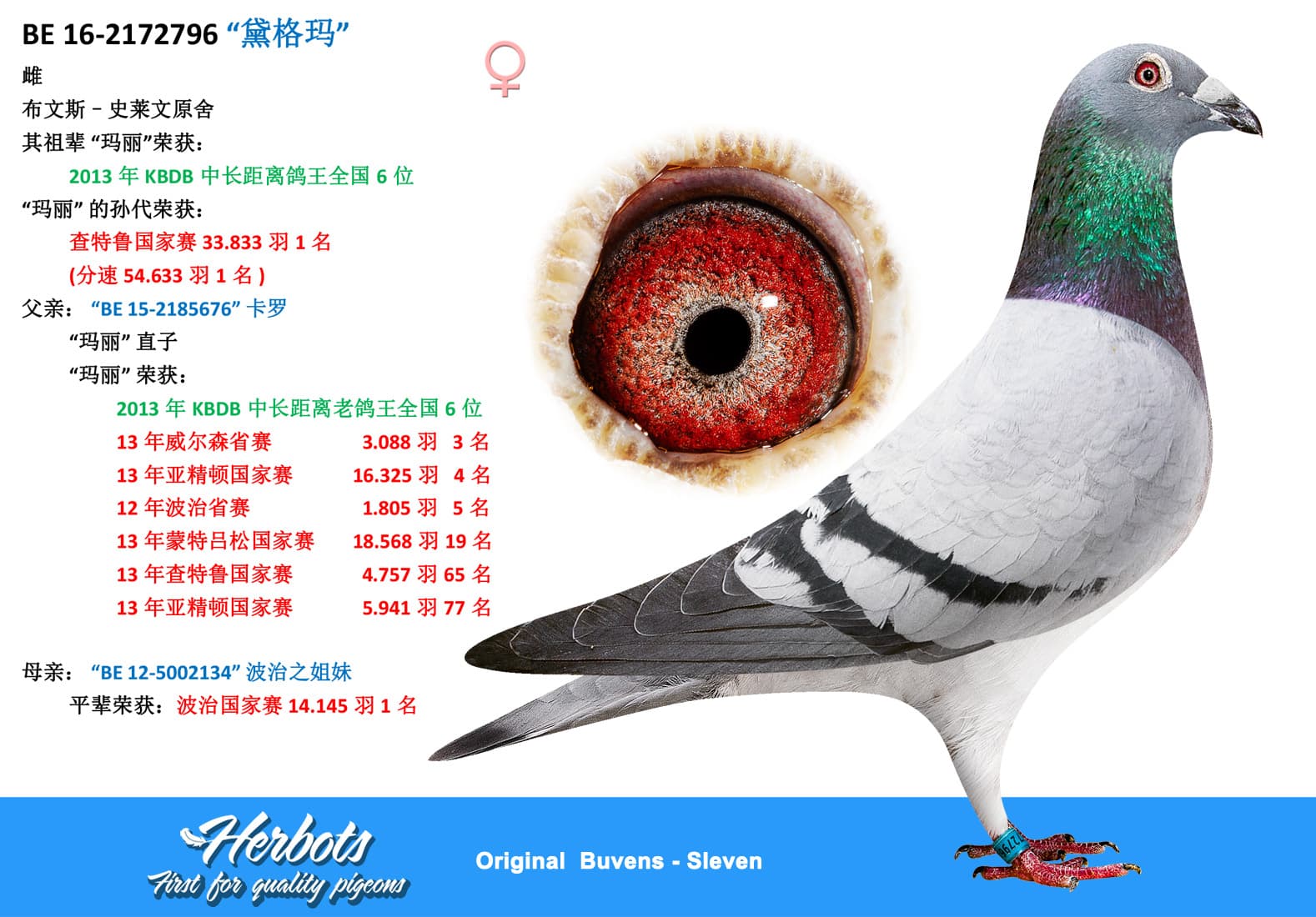 pigeon: undefined
