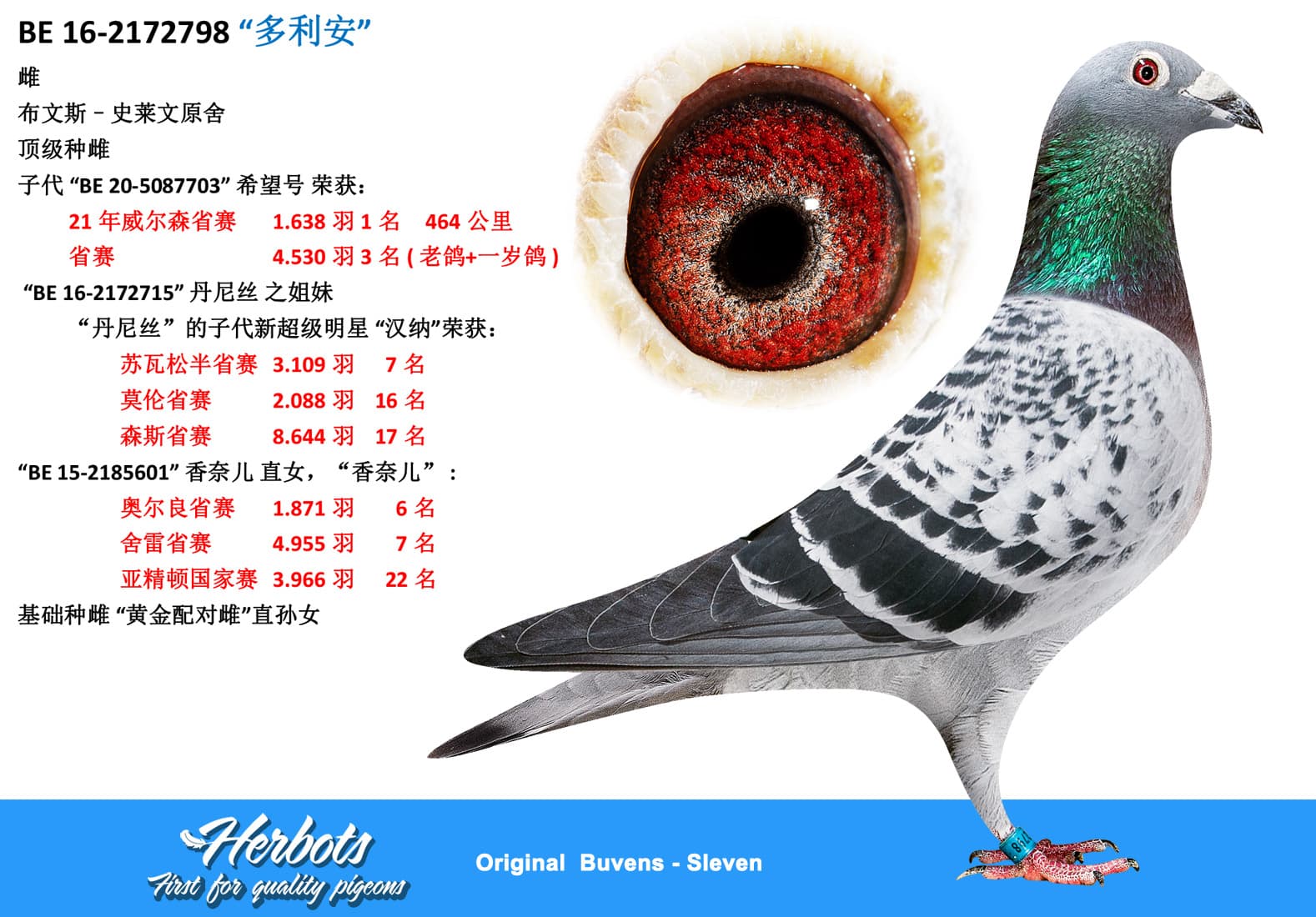 pigeon: “多利安”