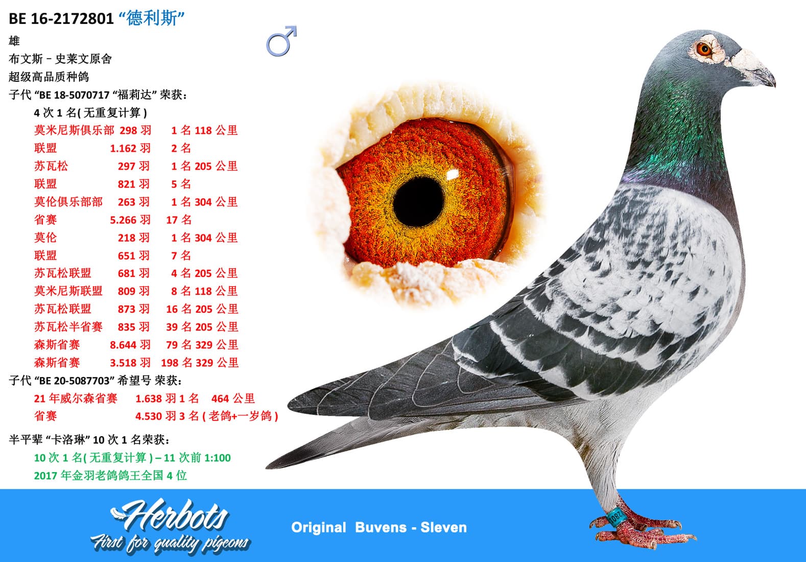pigeon: “德利斯”