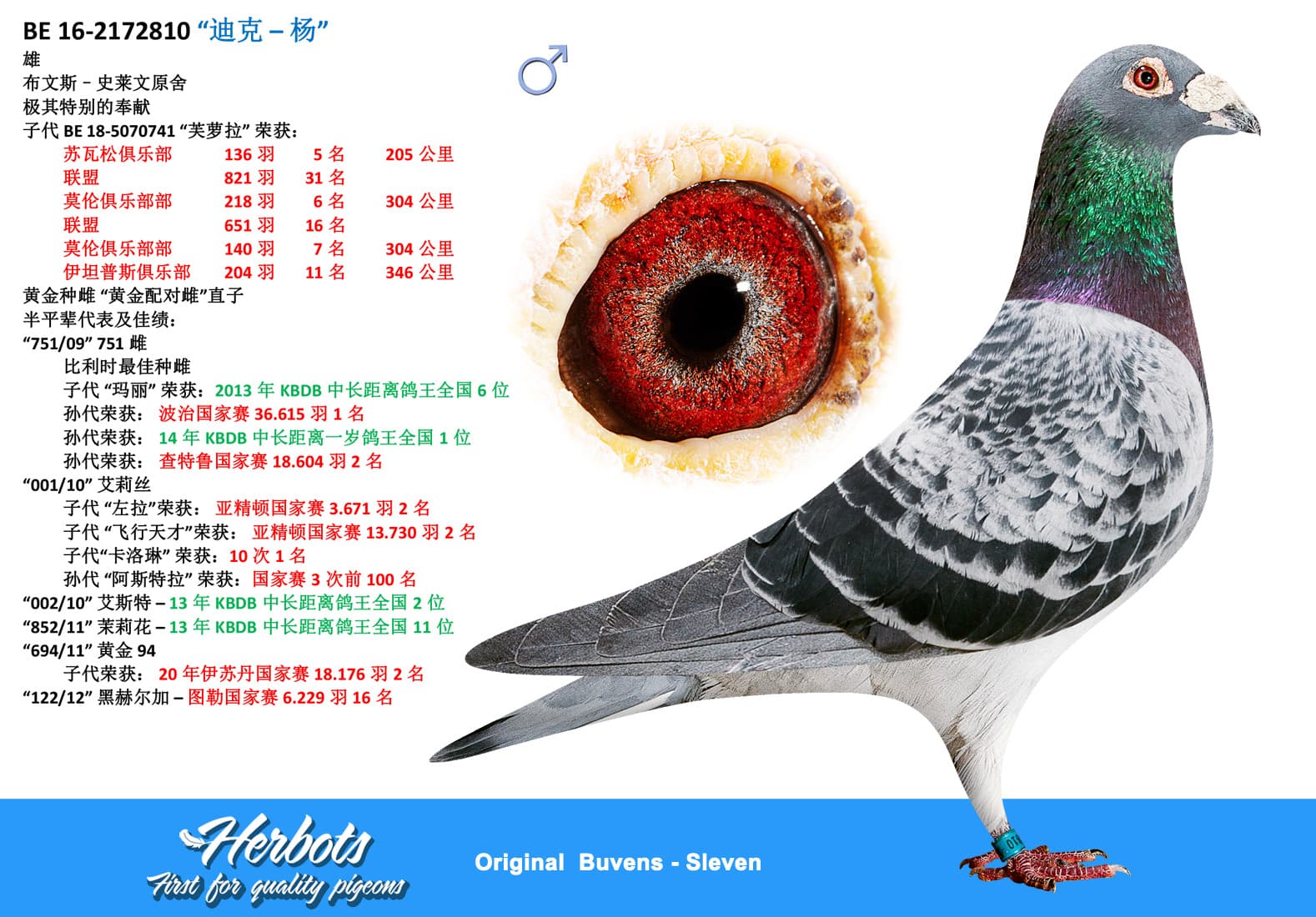 pigeon: undefined
