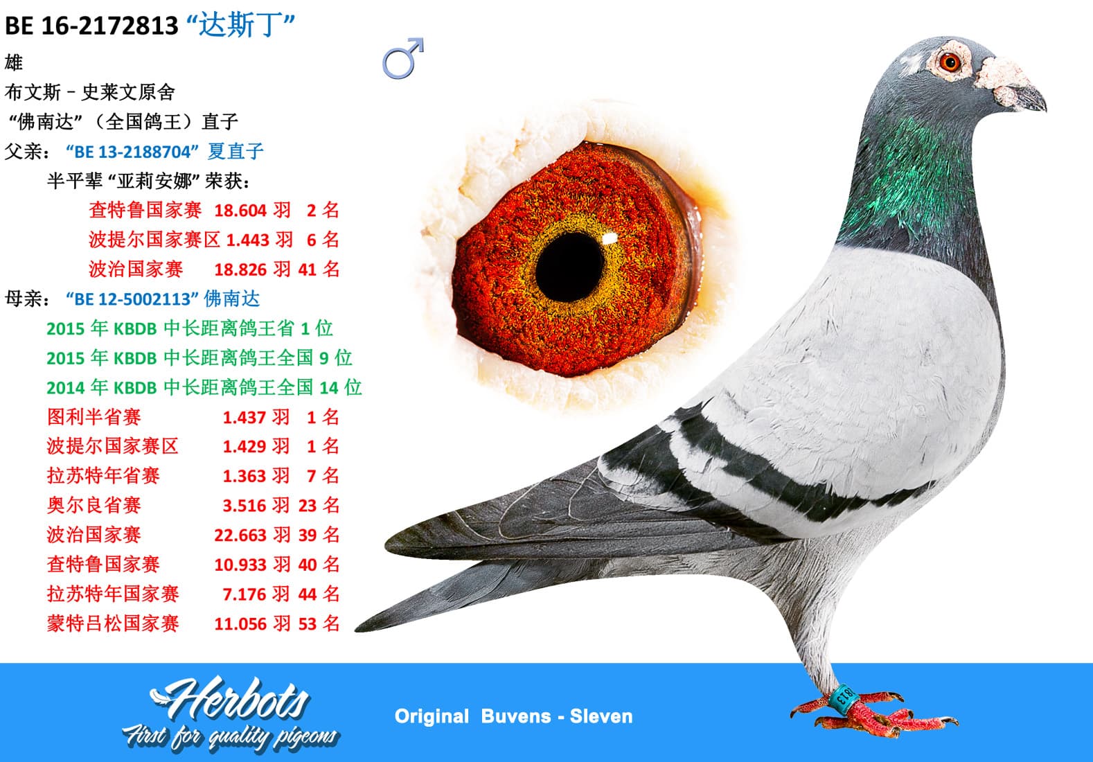 pigeon: “达斯丁”
