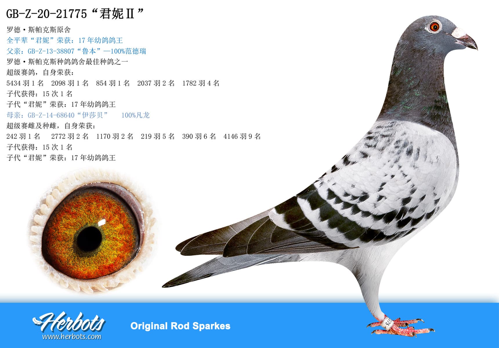 pigeon: “君妮Ⅱ”
