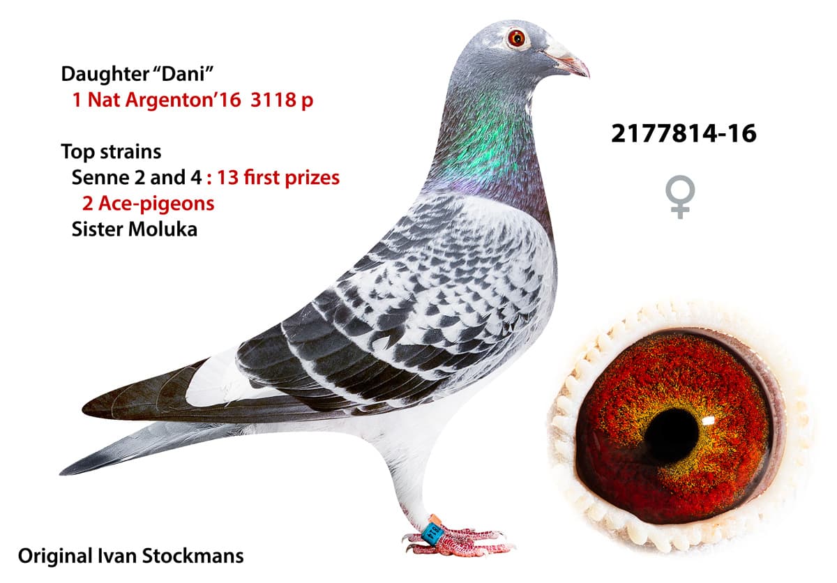 pigeon: undefined