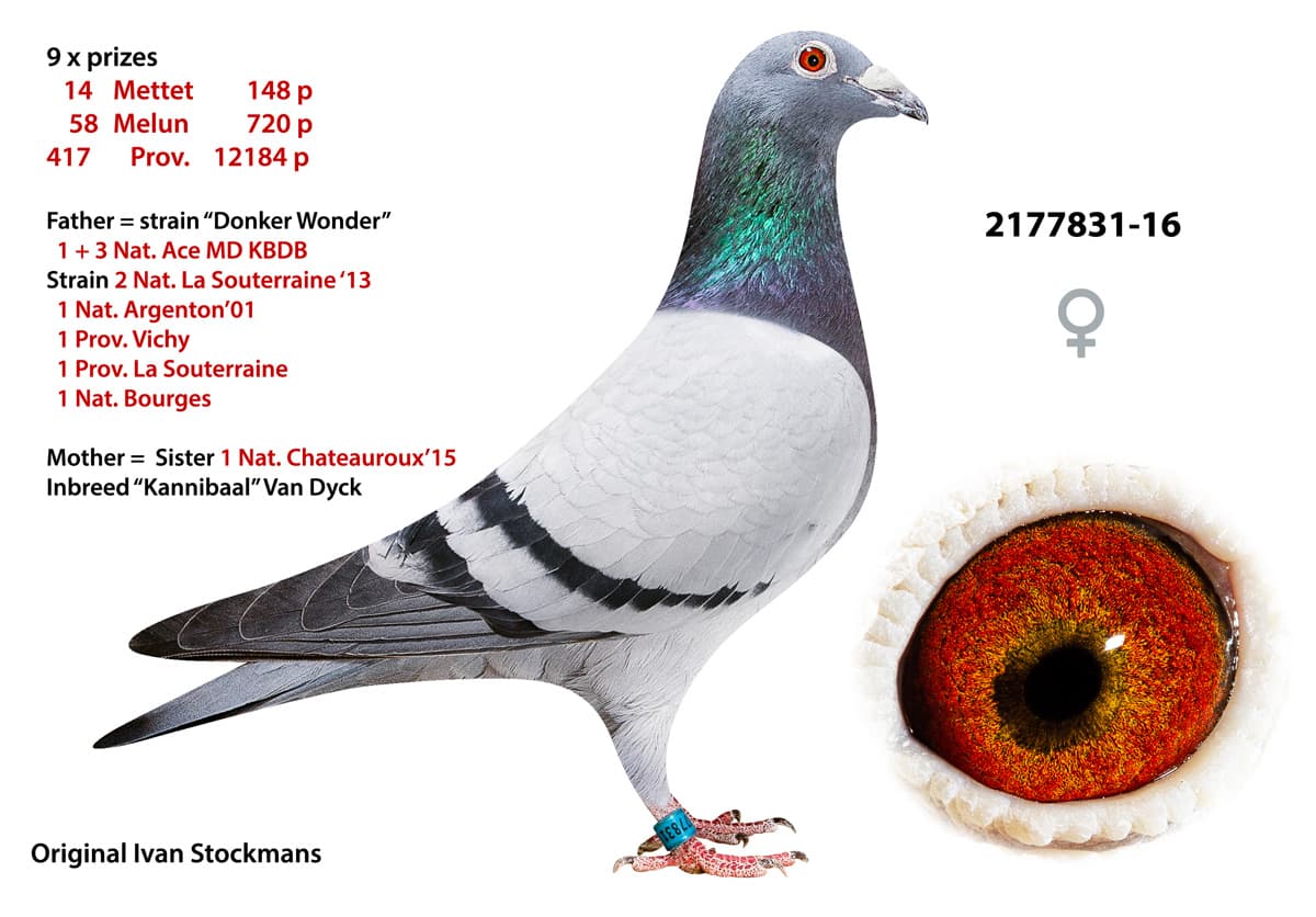 pigeon: undefined