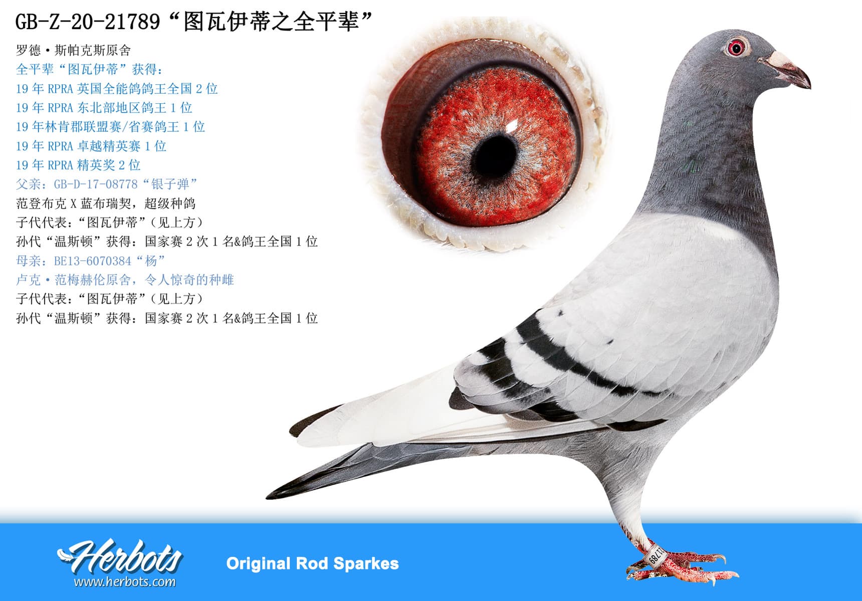 pigeon: “图瓦伊蒂之全平辈”
