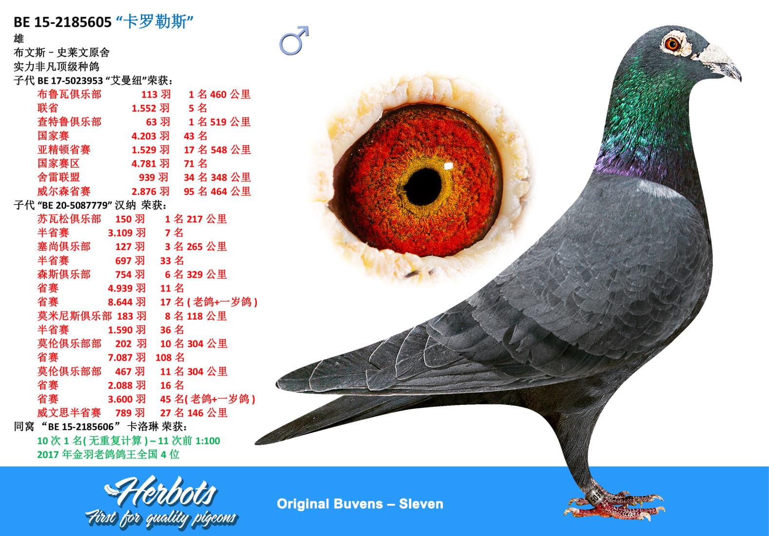 pigeon: undefined