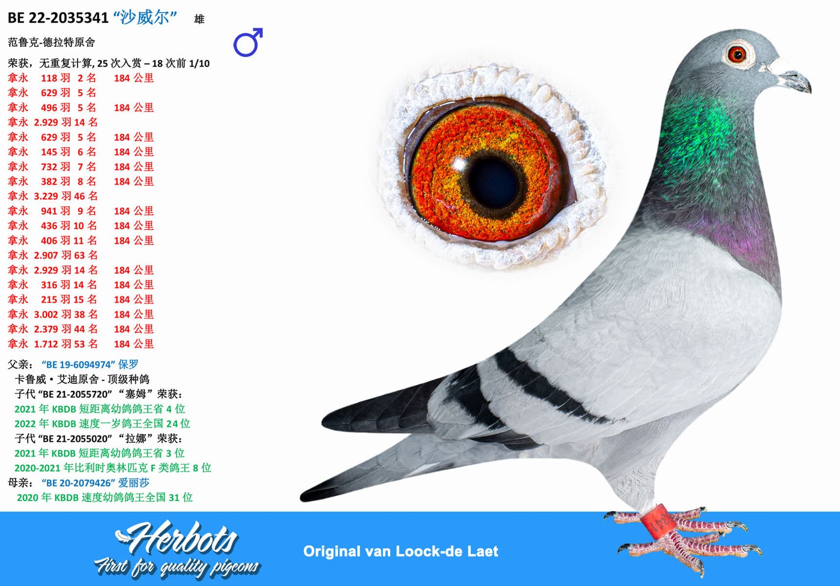 pigeon: undefined