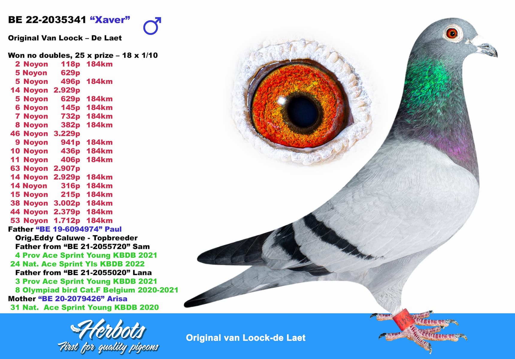 pigeon: undefined