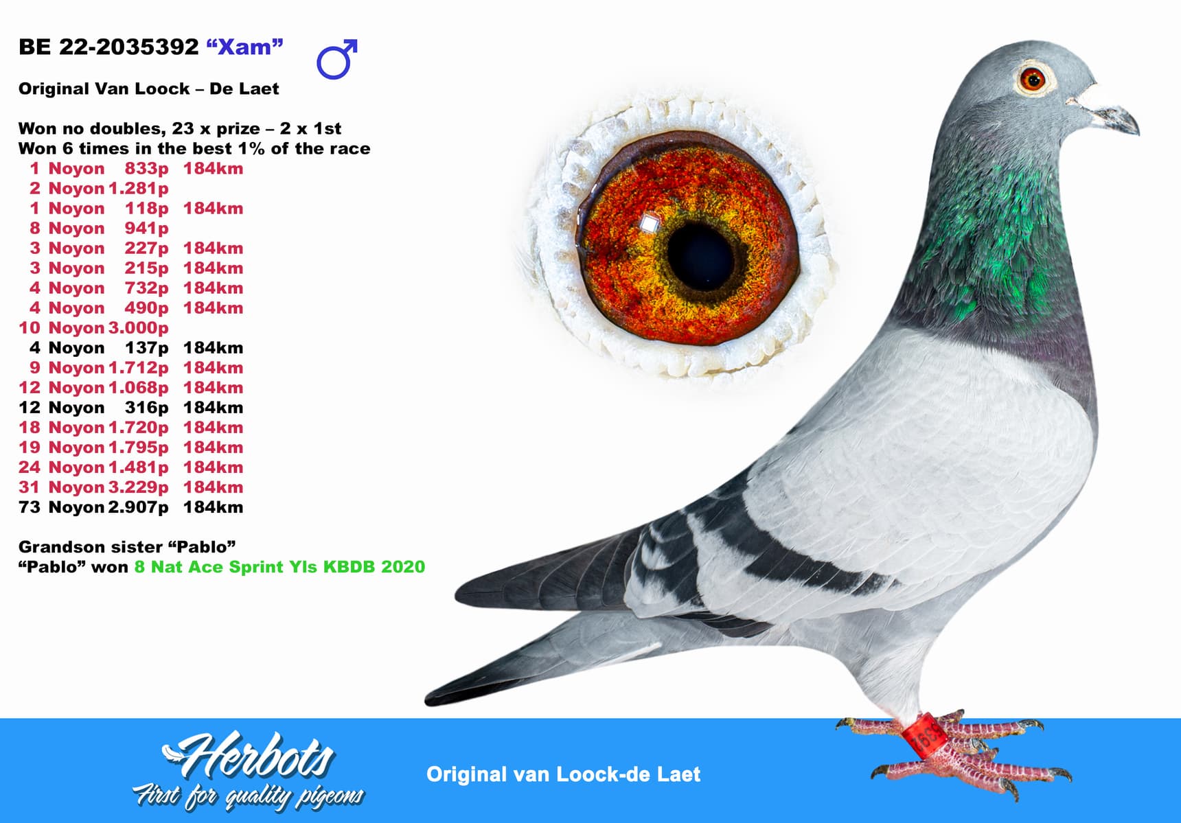 pigeon: undefined