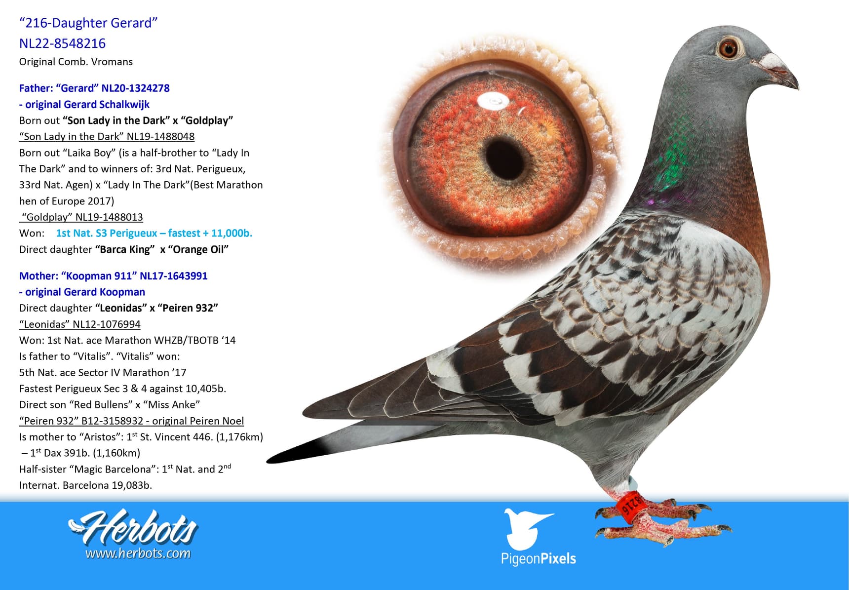 pigeon: undefined