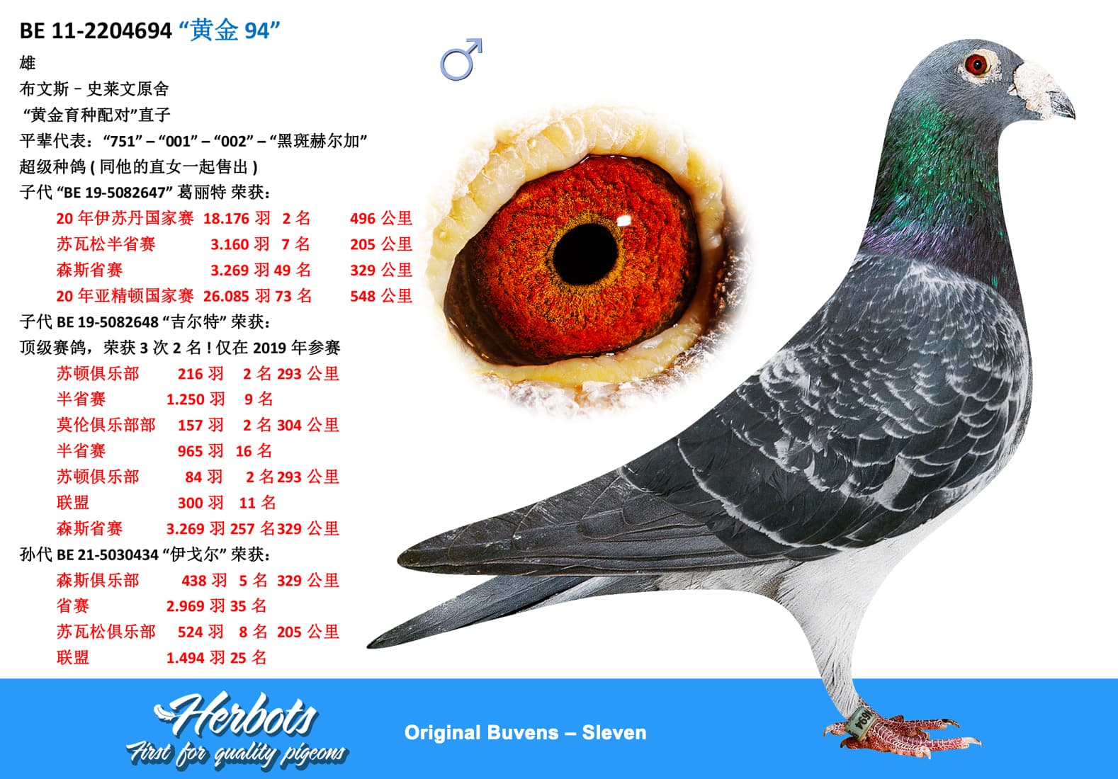 pigeon: “黄金 94”
