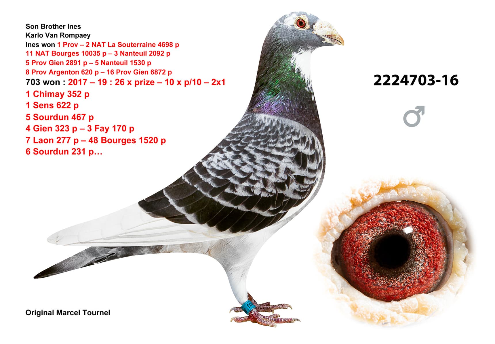 pigeon: undefined