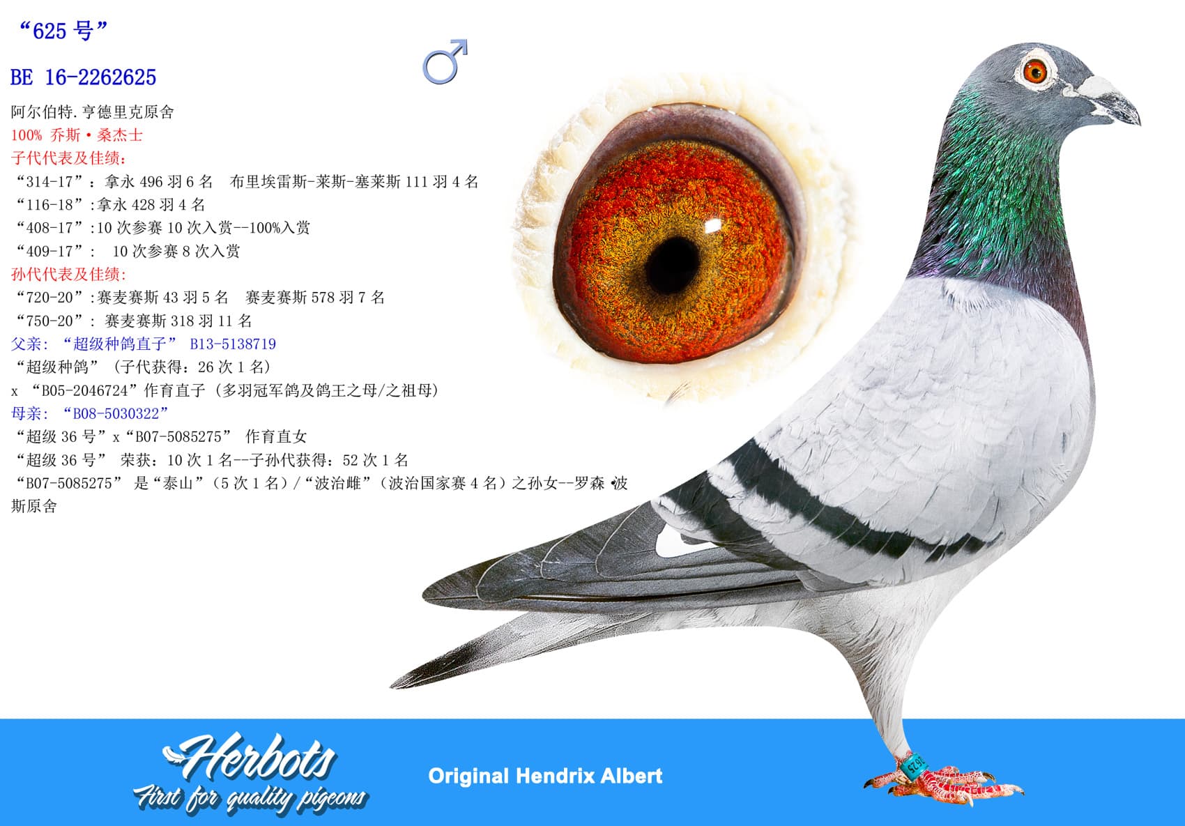 pigeon: undefined