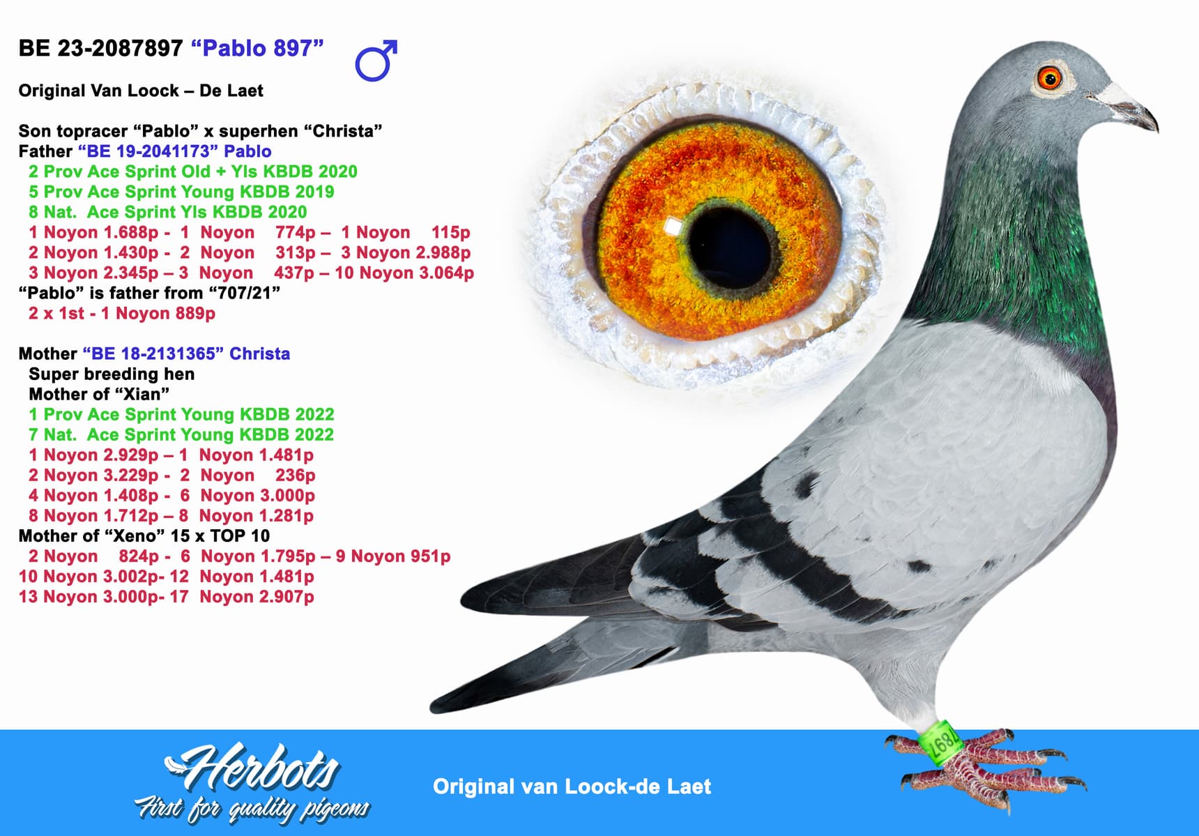 pigeon: undefined