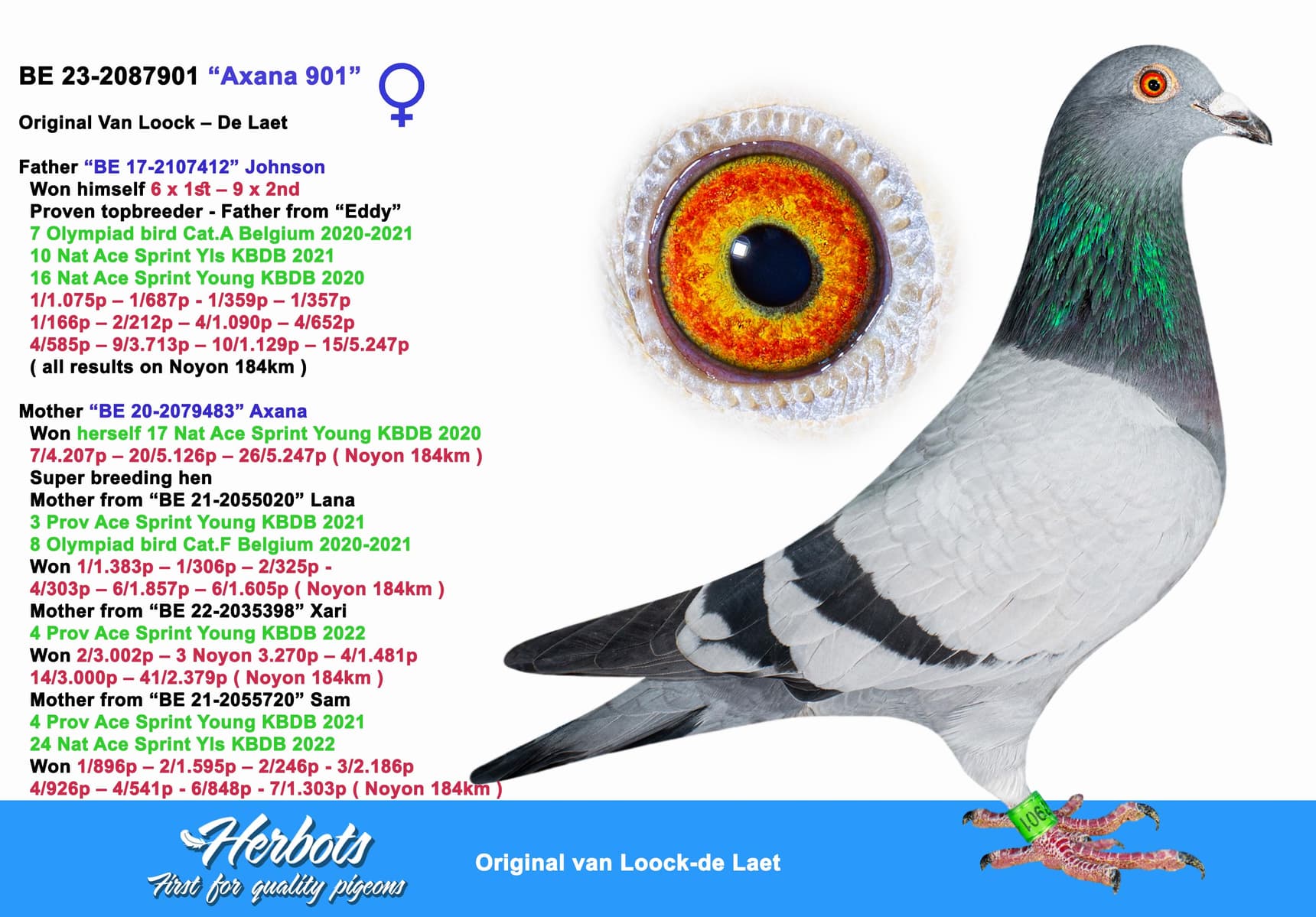 pigeon: undefined
