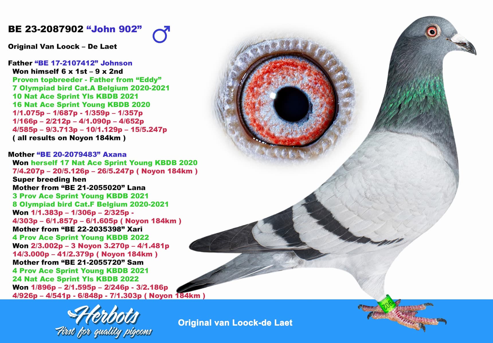 pigeon: undefined