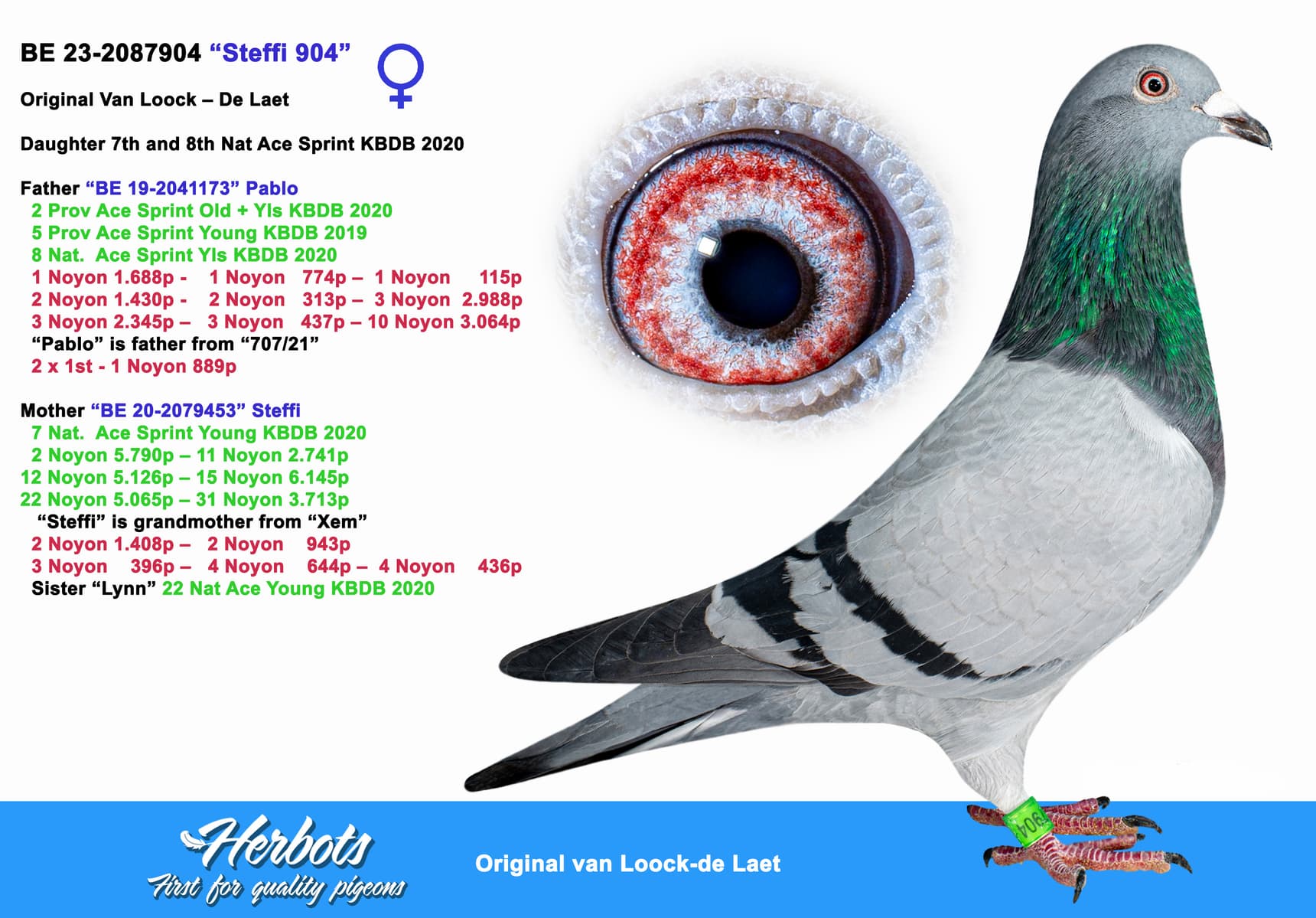 pigeon: undefined