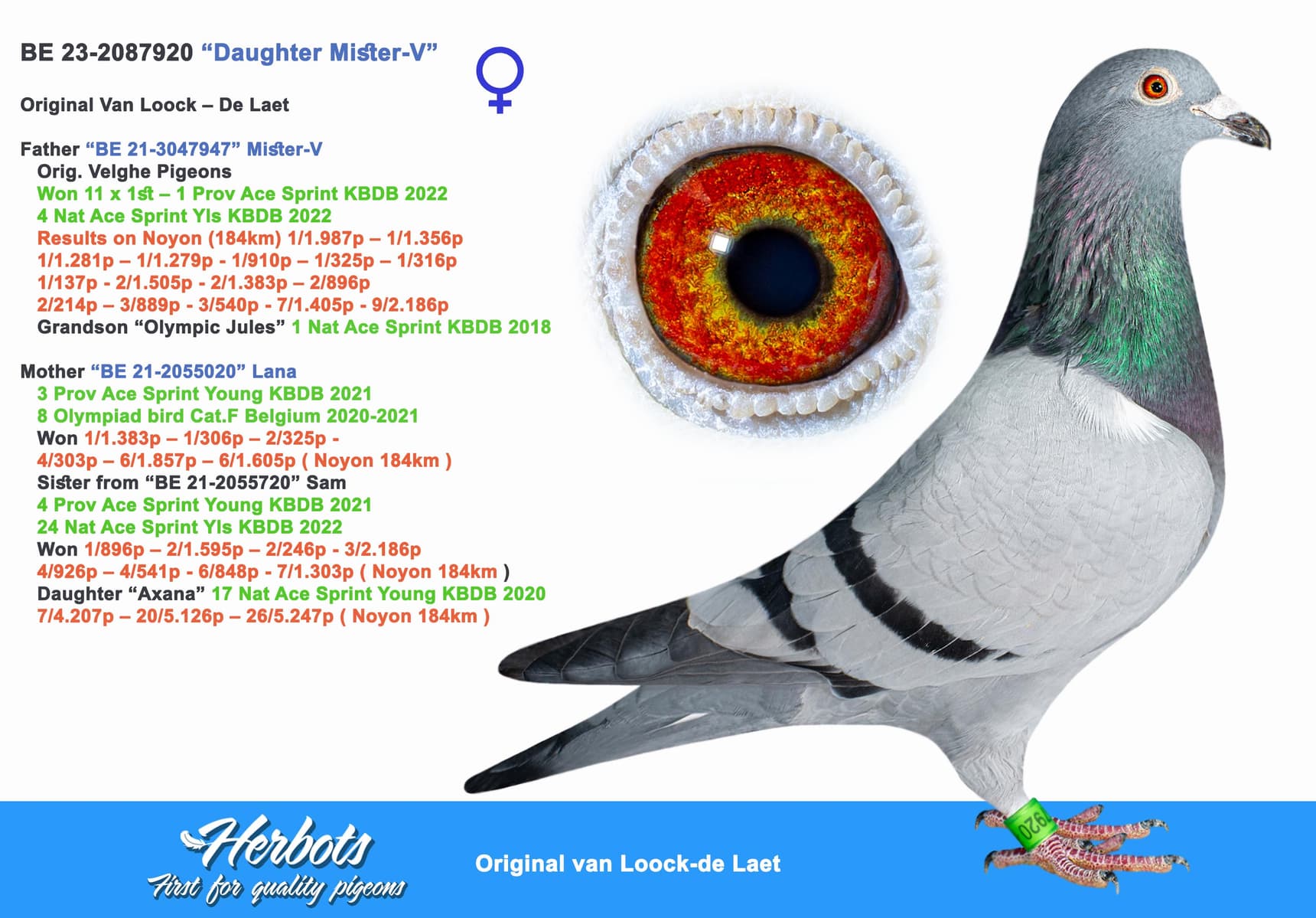 pigeon: undefined