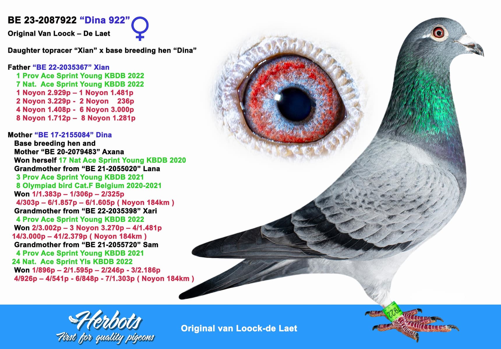 pigeon: undefined