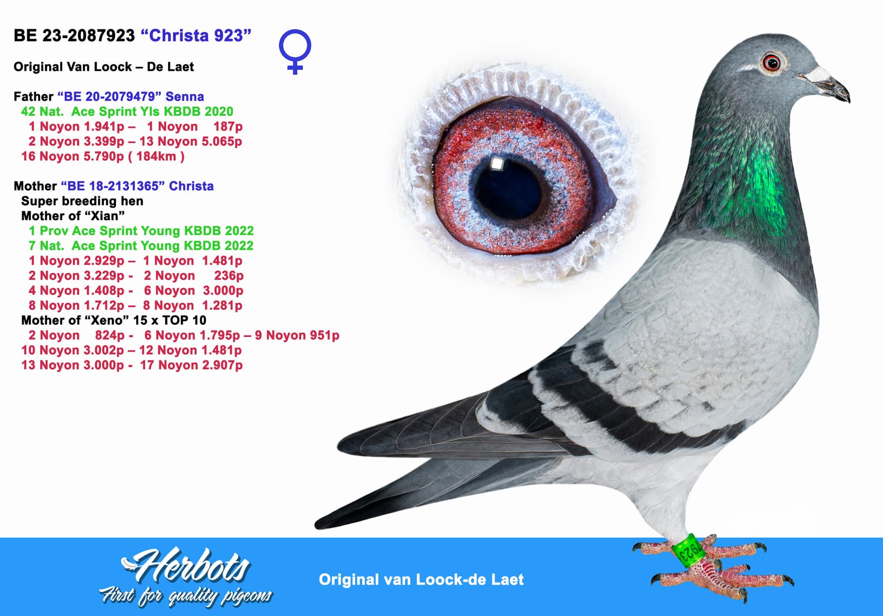 pigeon: undefined