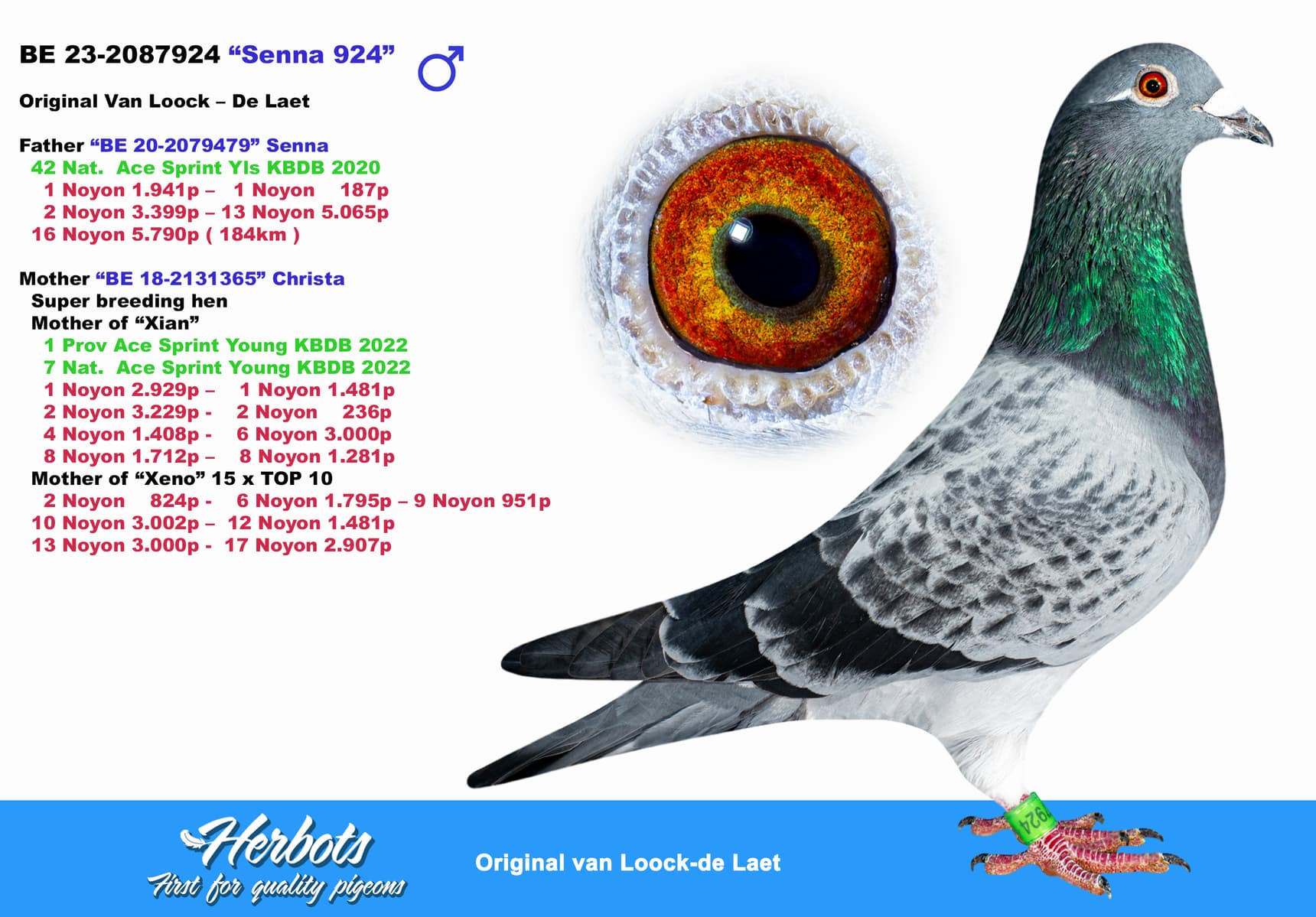pigeon: undefined