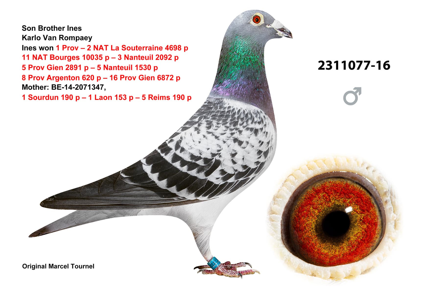 pigeon: undefined