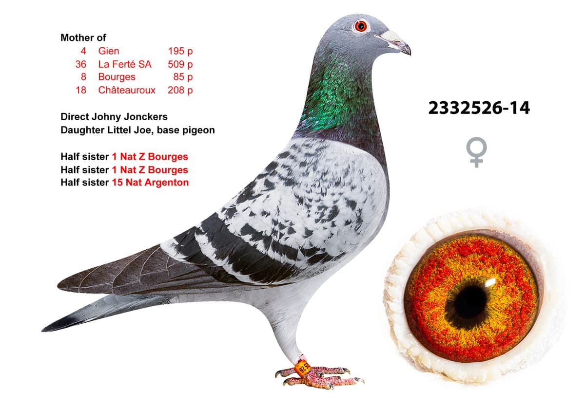 pigeon: undefined