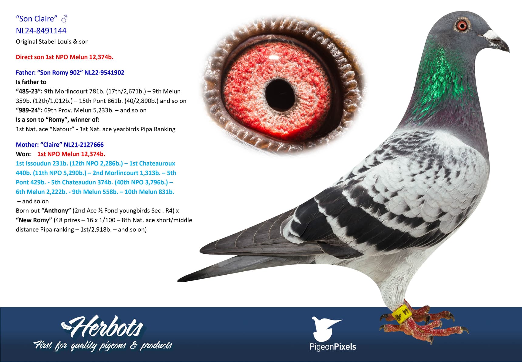 pigeon: undefined