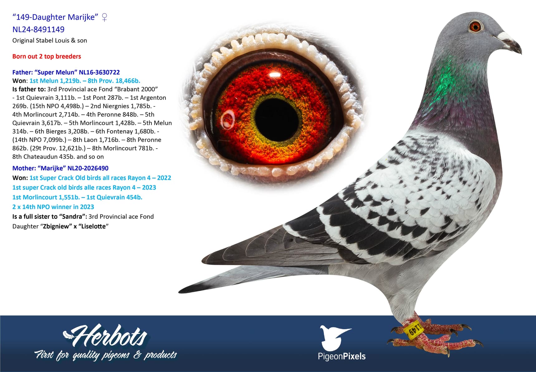pigeon: undefined