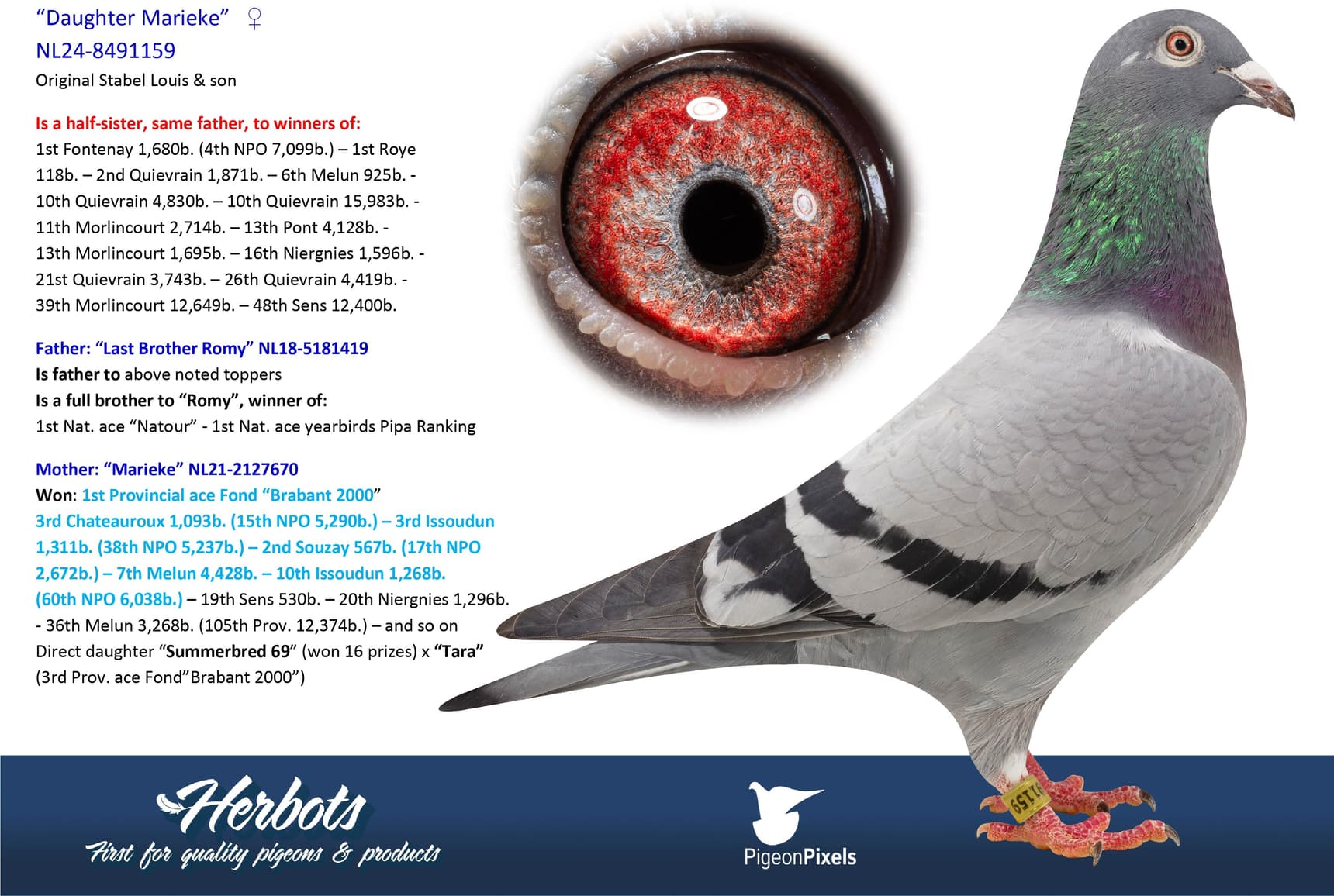 pigeon: undefined
