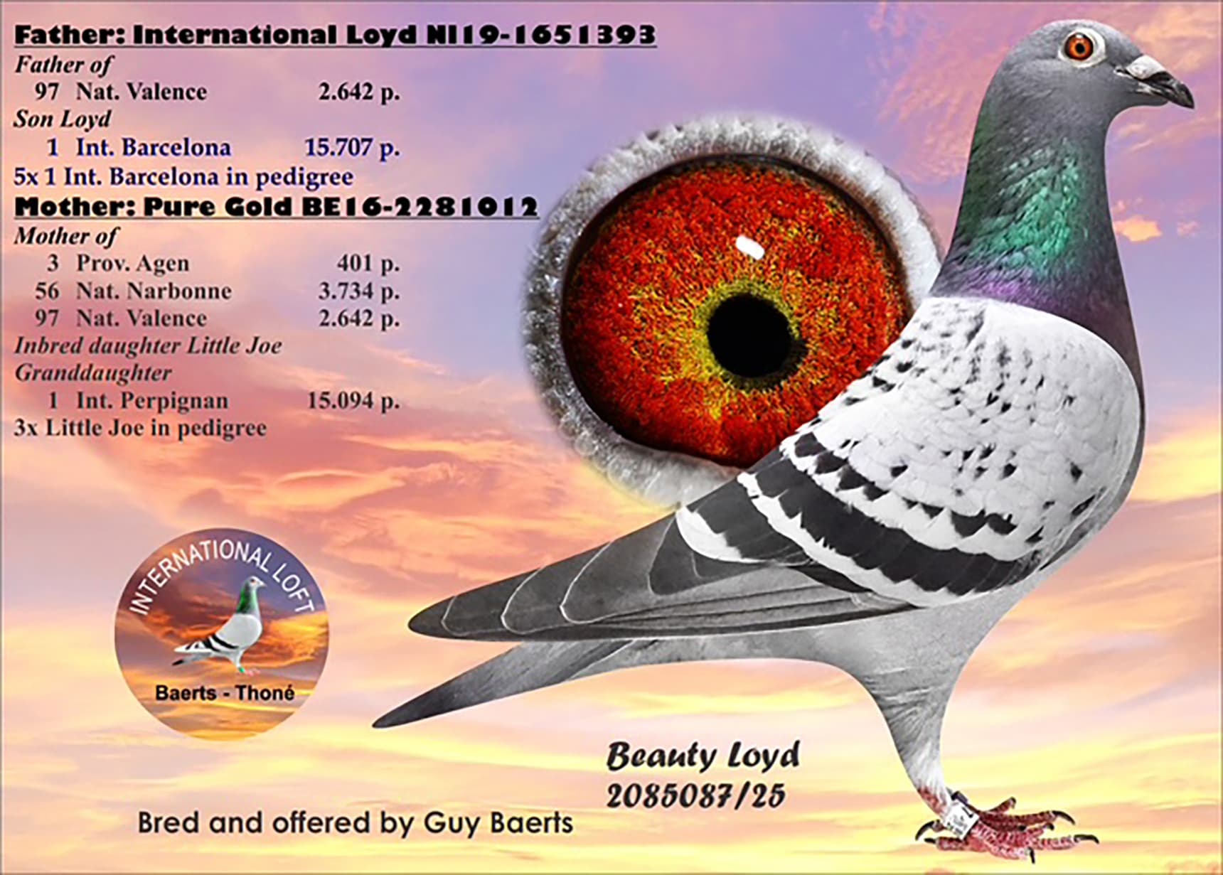 'Beauty Loyd'