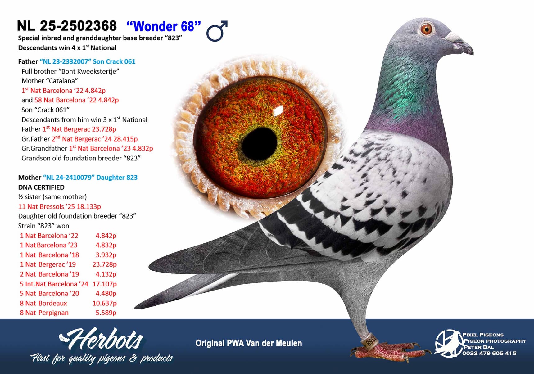 pigeon: undefined