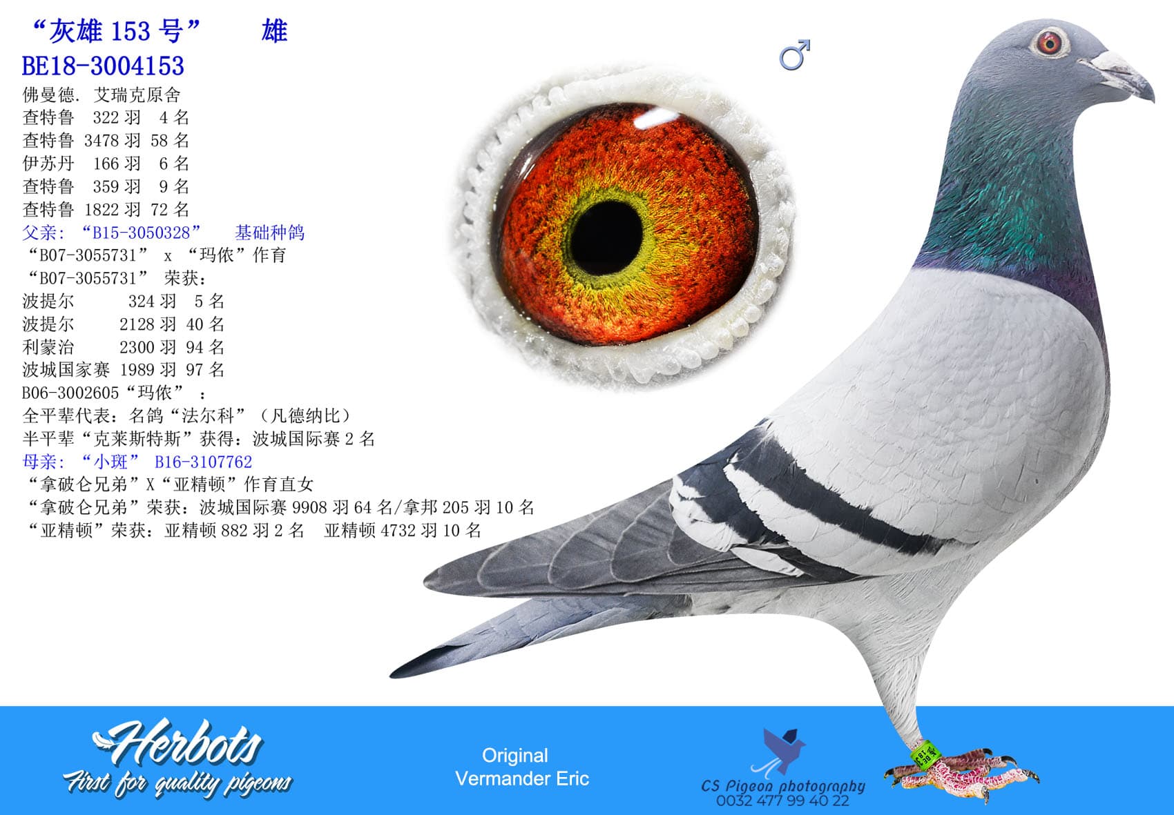 pigeon: undefined