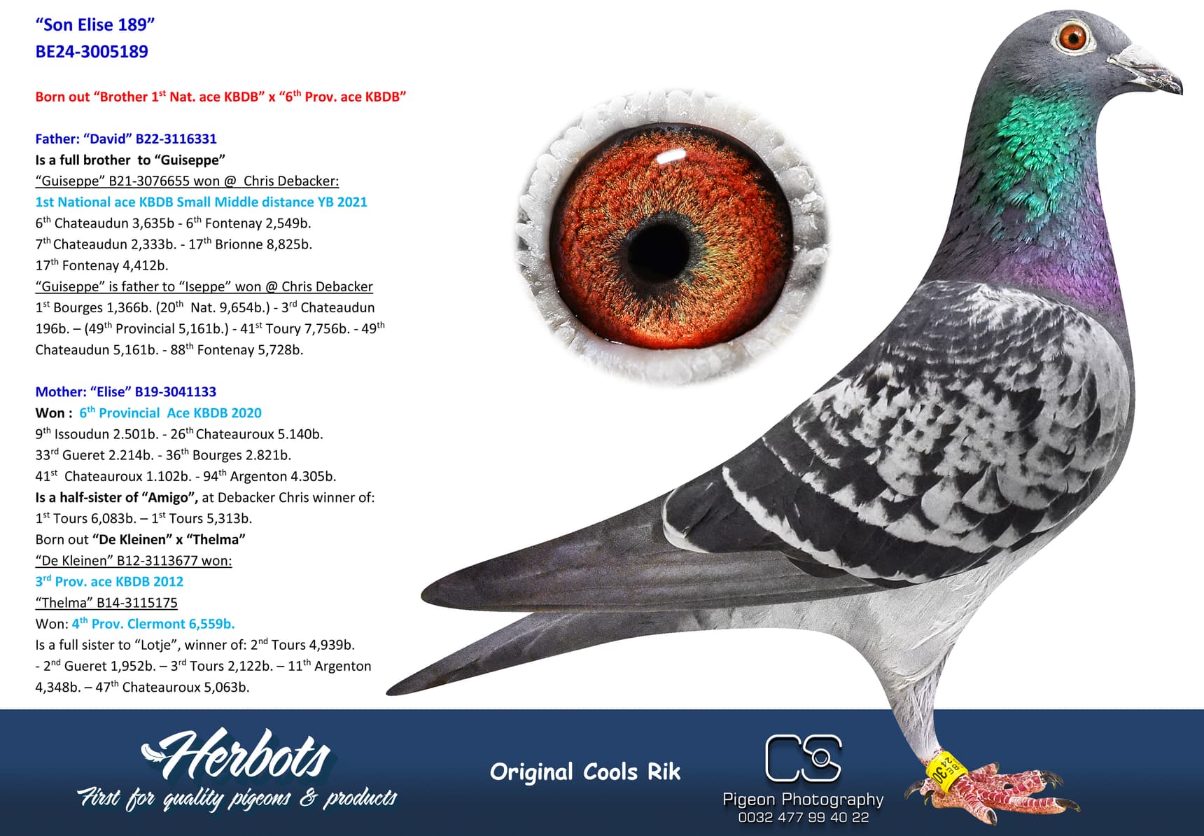 pigeon: undefined