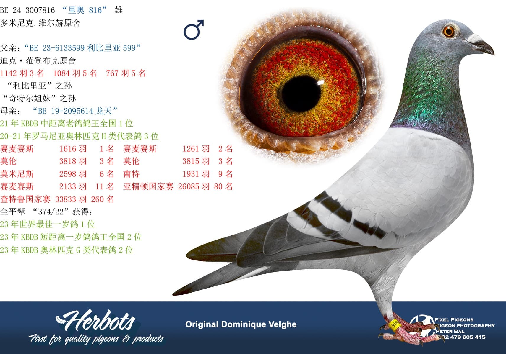 pigeon: “里奥 816”