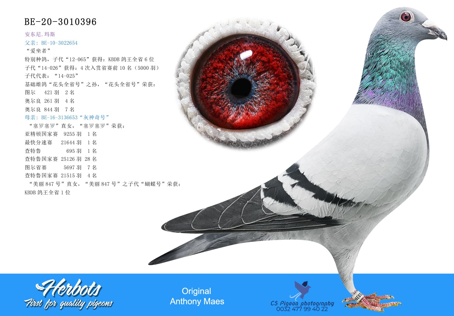 pigeon: undefined