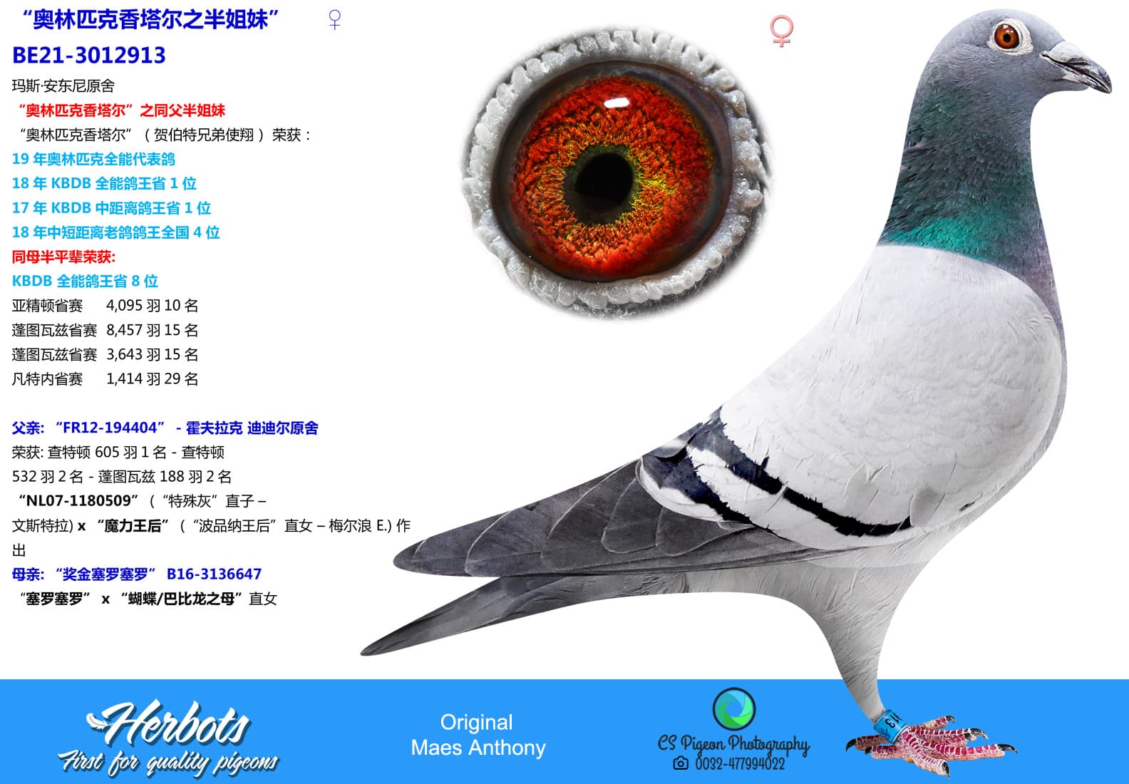 pigeon: undefined