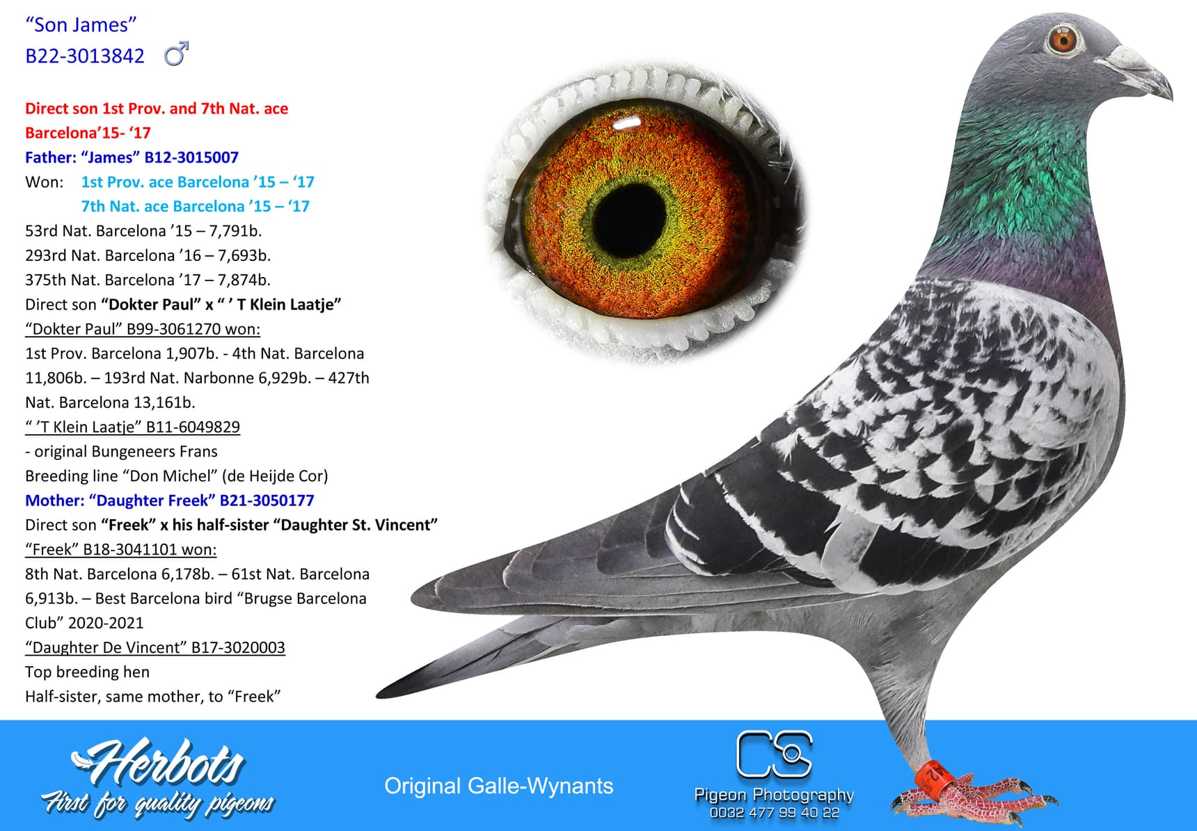 pigeon: undefined