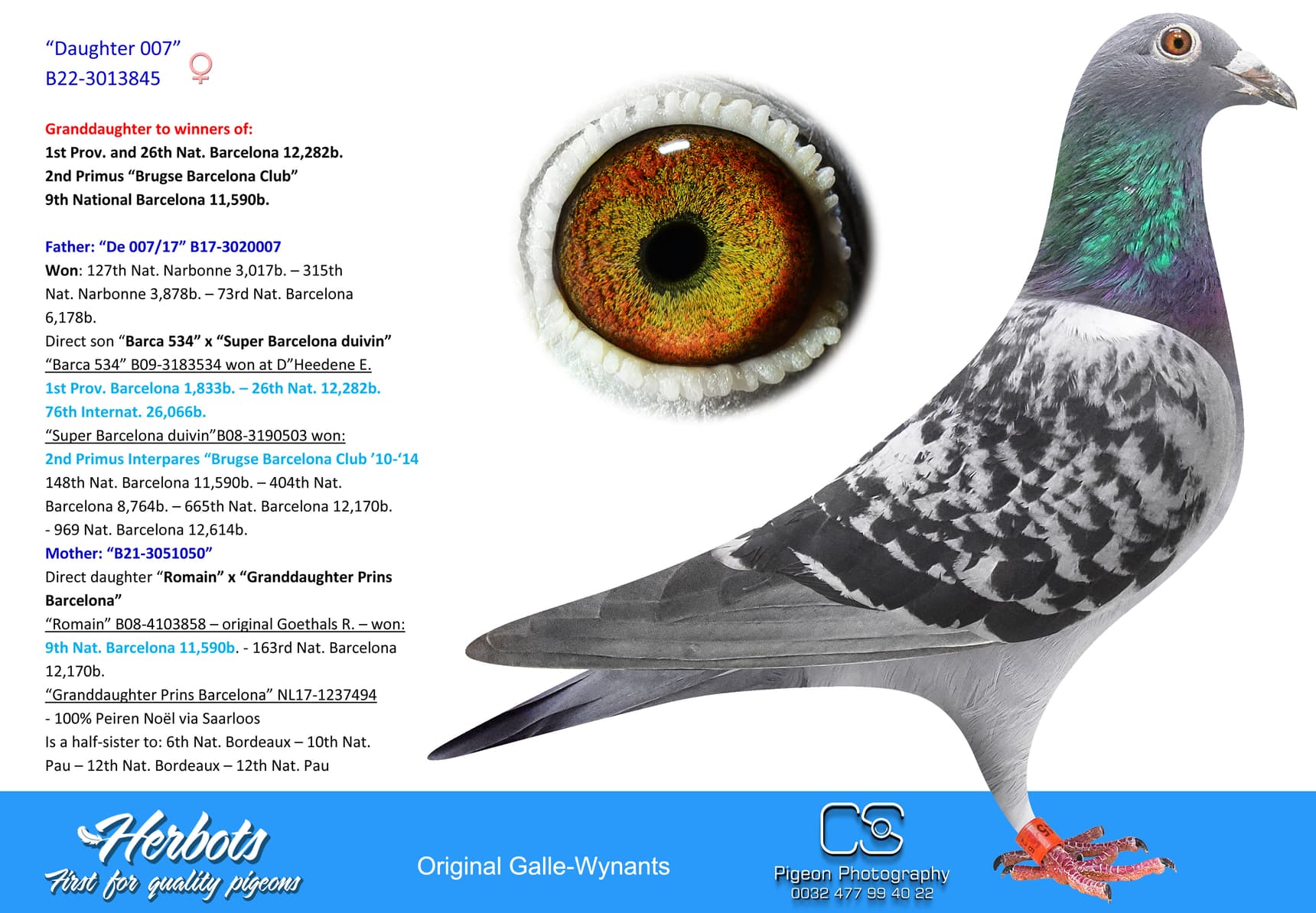 pigeon: undefined