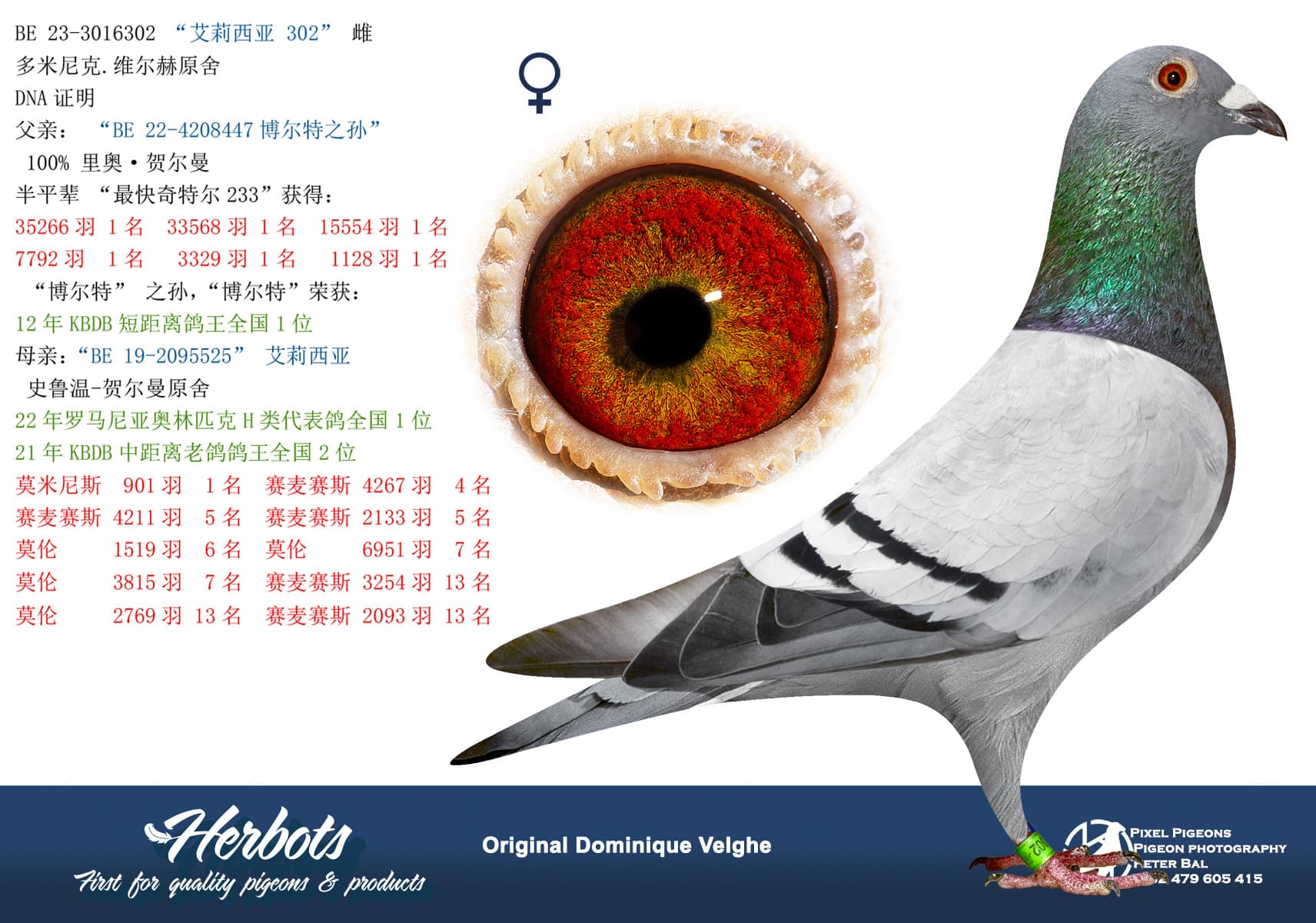 pigeon: “艾莉西亚 302”