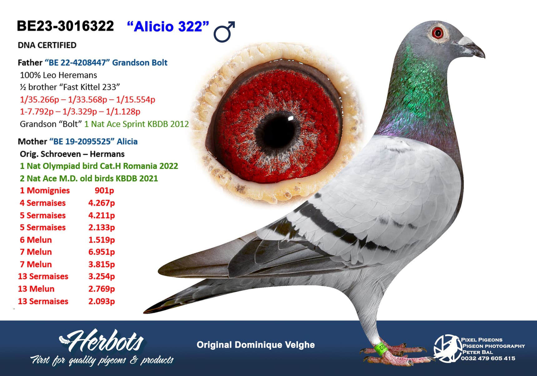 pigeon: undefined