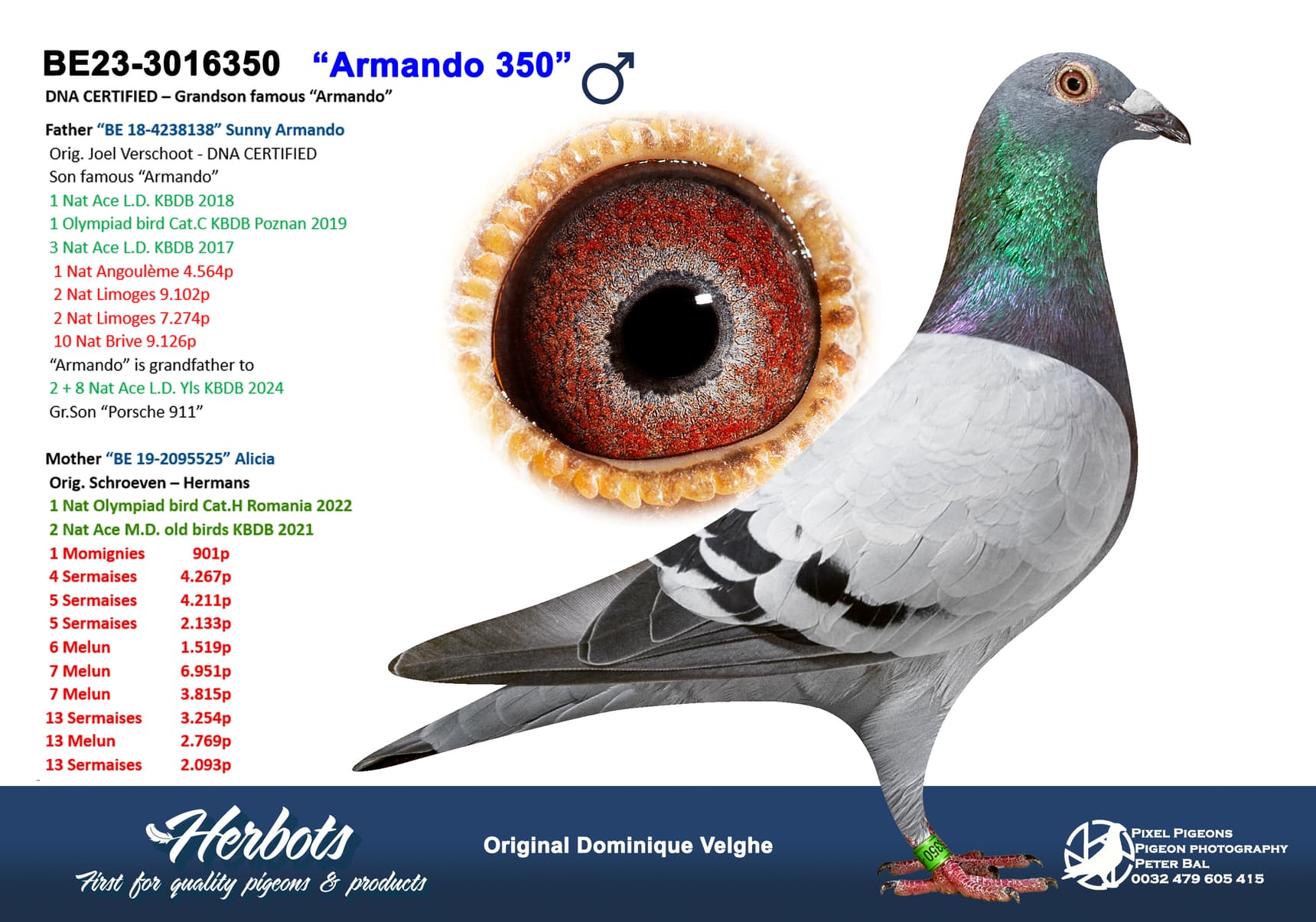 pigeon: undefined
