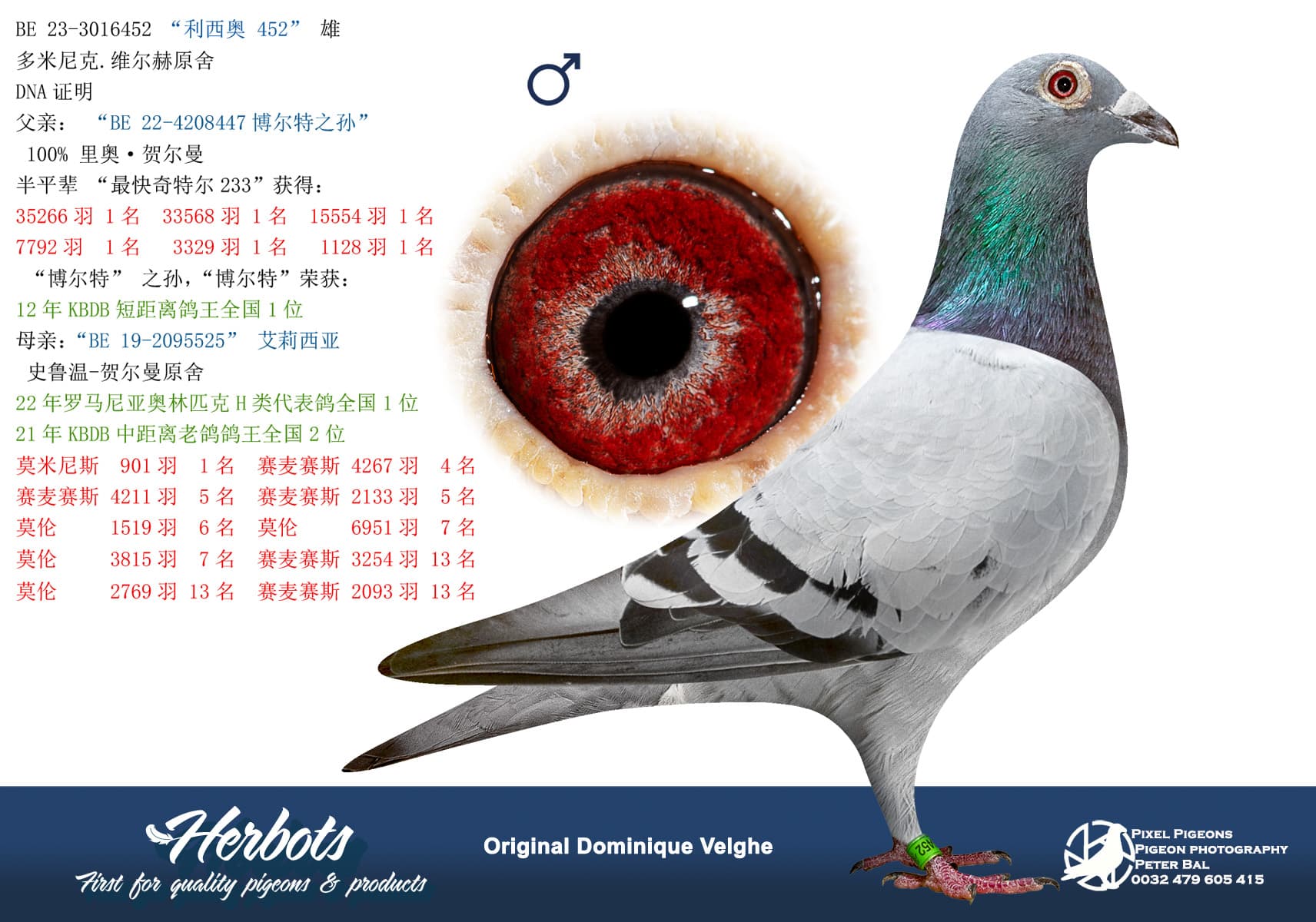 pigeon: “利西奥 452”