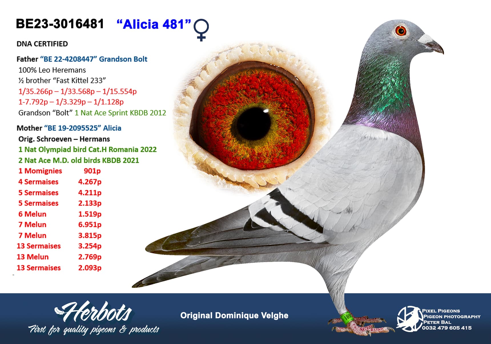 pigeon: undefined