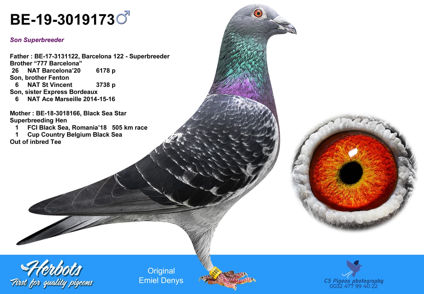 pigeon: undefined