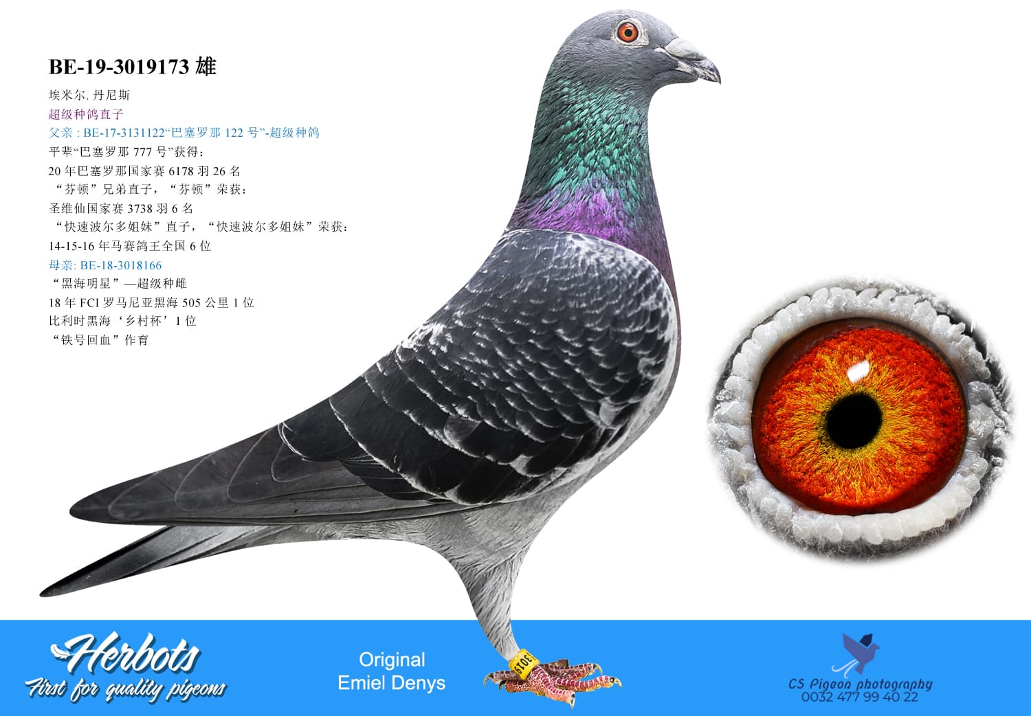pigeon: undefined