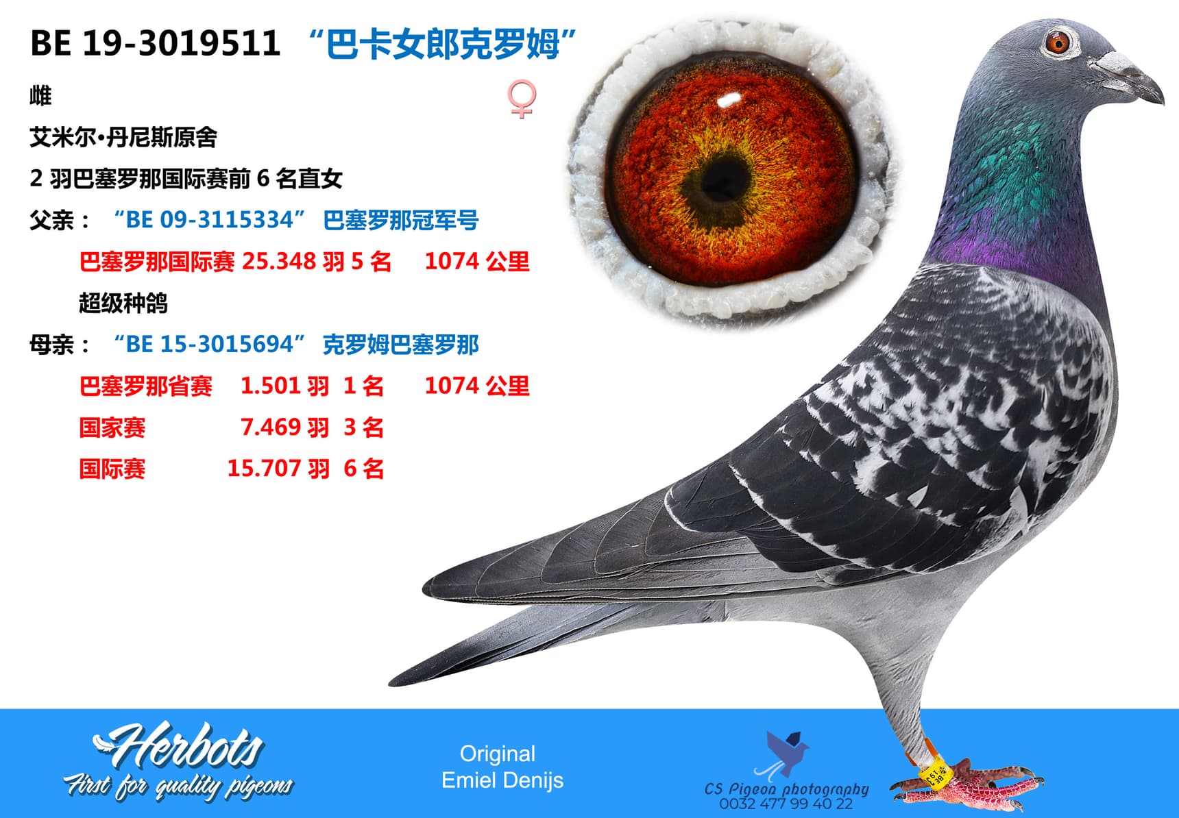 pigeon: undefined