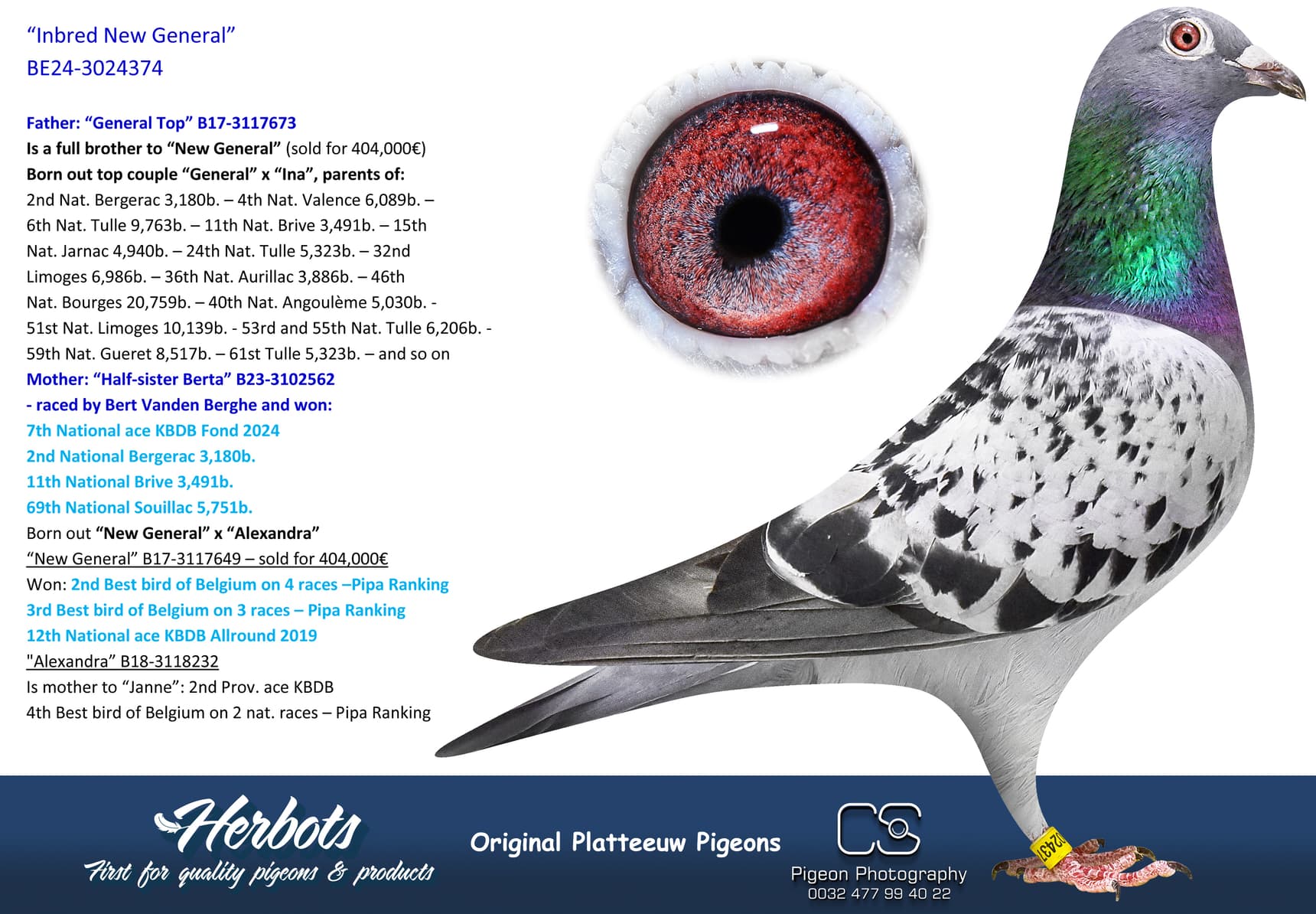pigeon: undefined